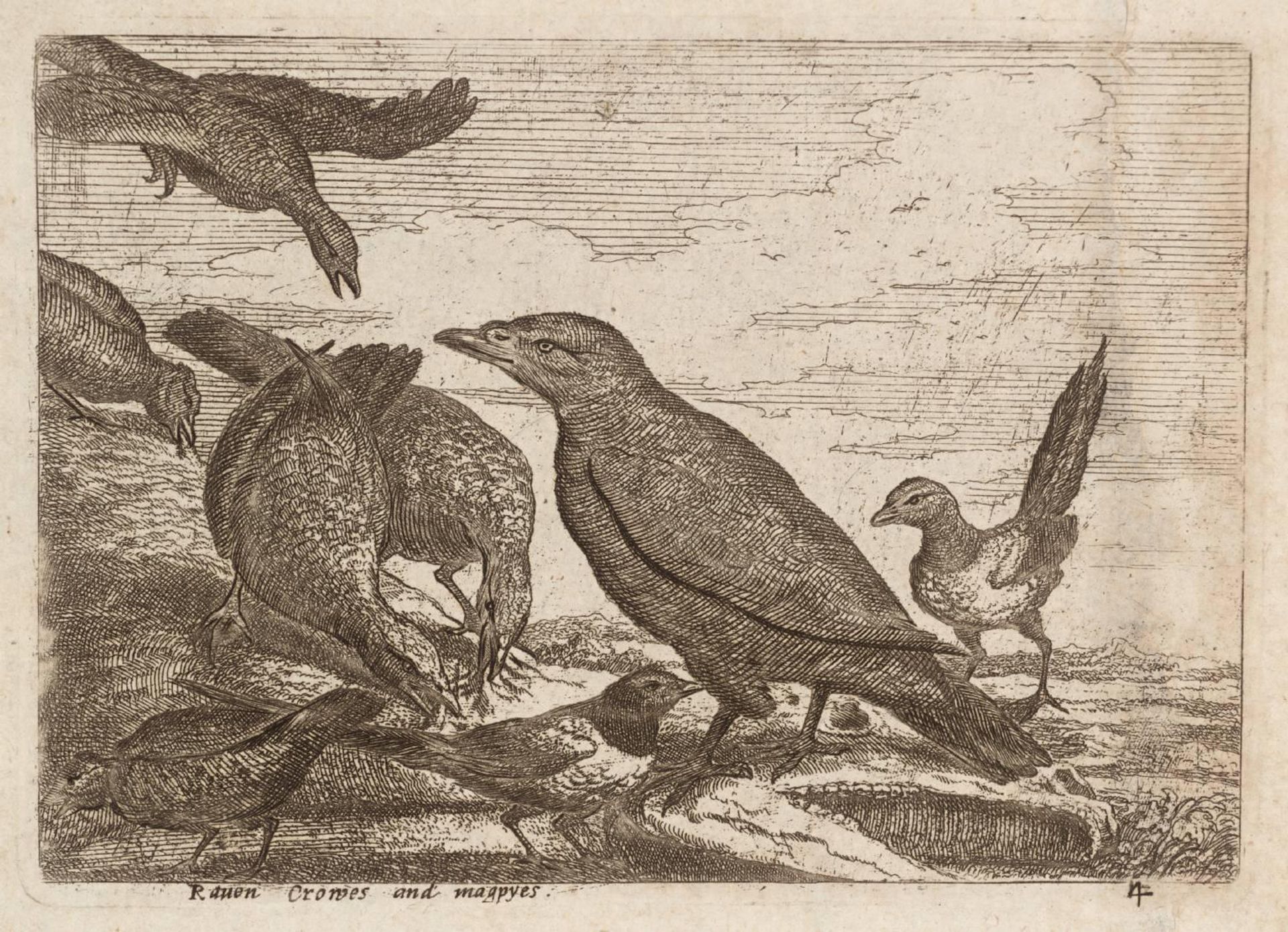 Raven, Crowes and Magpyes by Francis Barlow