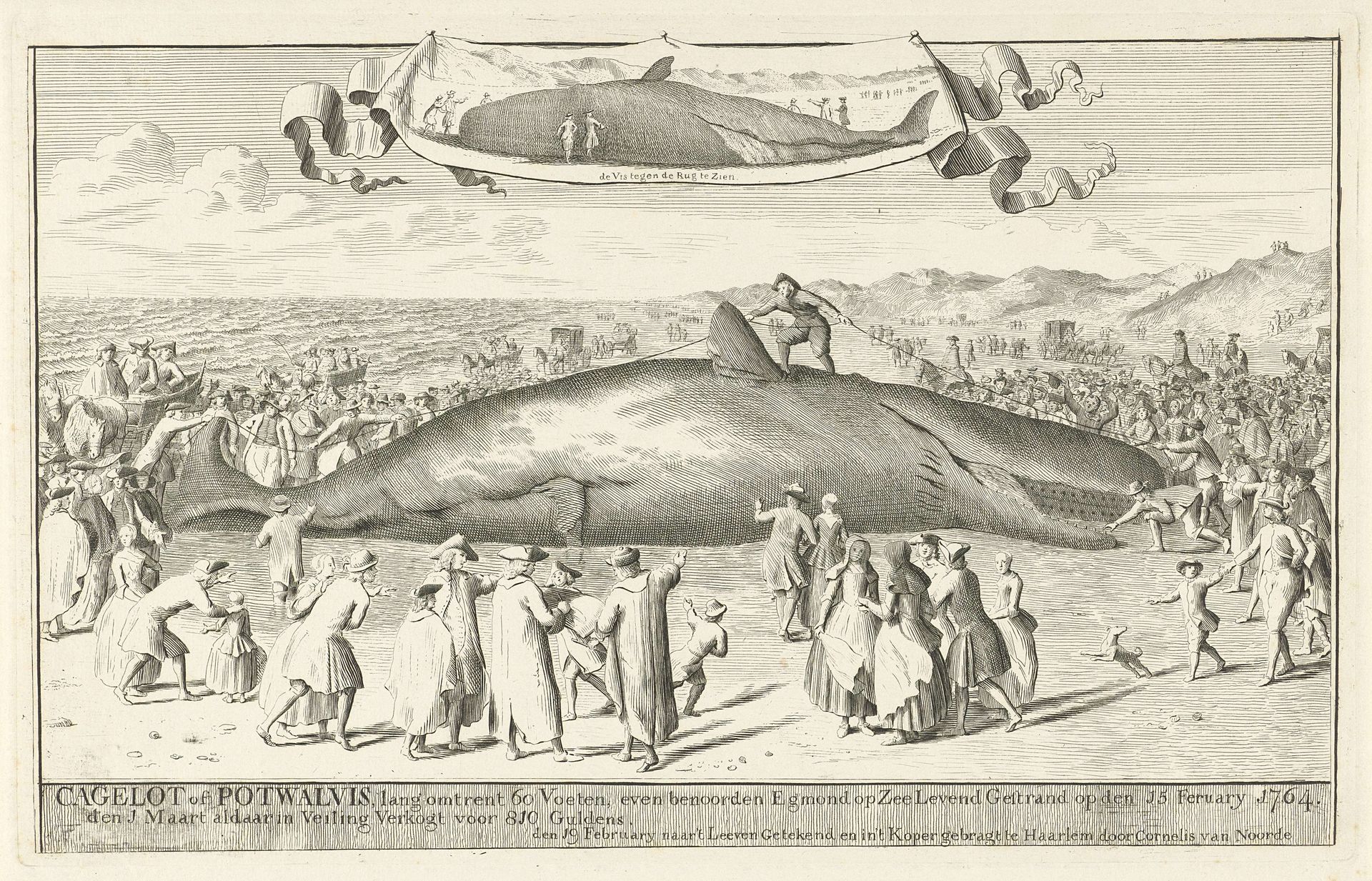 Aangespoelde potvis bij Egmond aan Zee, 1764 by Cornelis van Noorde