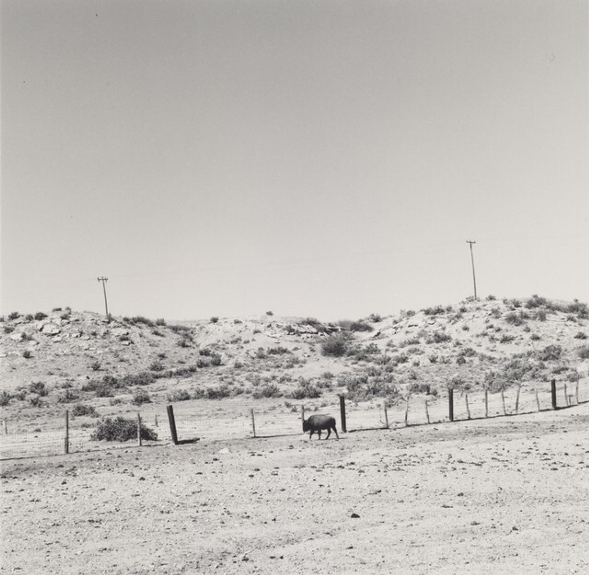 Buffalo for sale, Pueblo County, Colorado by Robert Adams