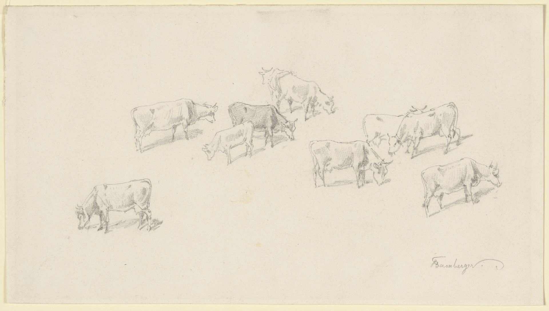 Kuhherde aus der Vogelperspektive by Fritz Bamberger