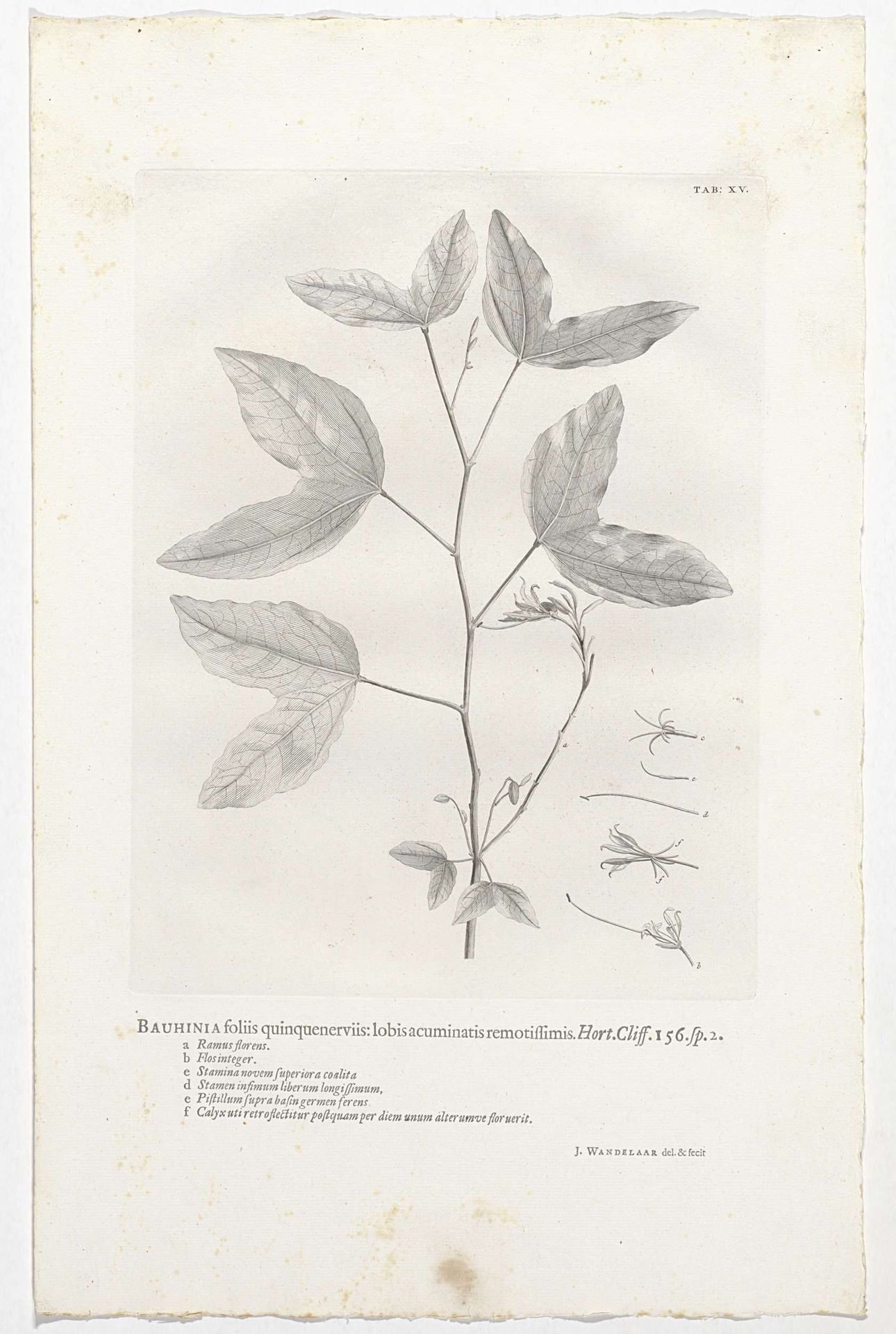 Bauhinia divaricata by Jan Wandelaar