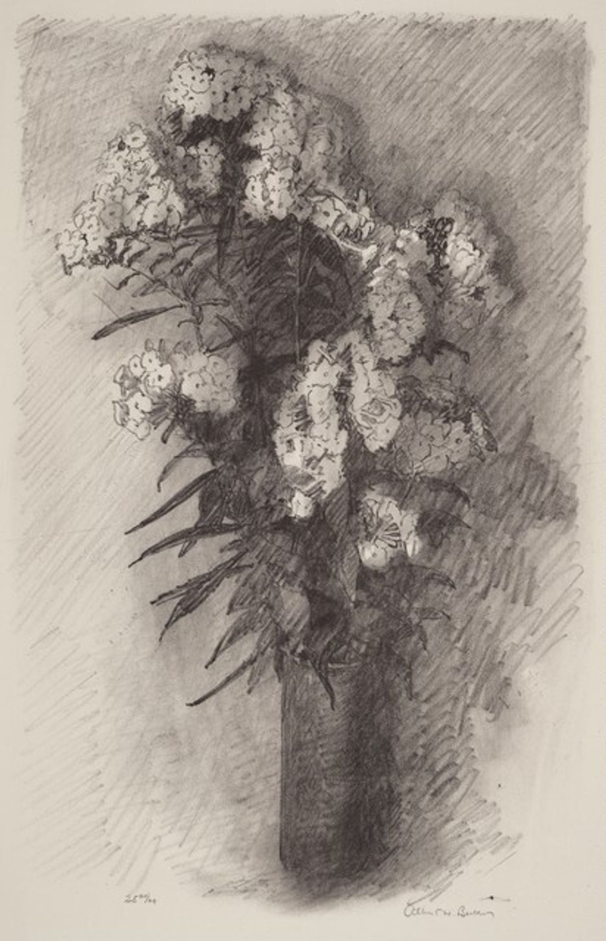 Phlox by Albert W. Barker