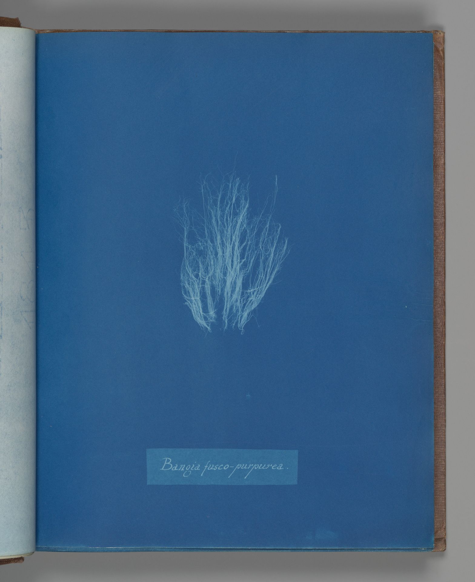 Bangia fusco-purpurea by Anna Atkins