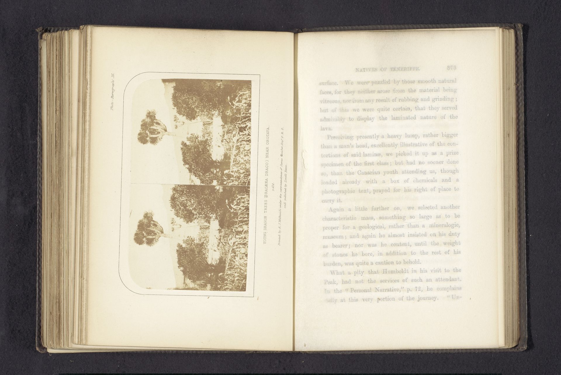 Young dragon trees (dracaena draco) near Orotava by Charles Piazzi Smyth