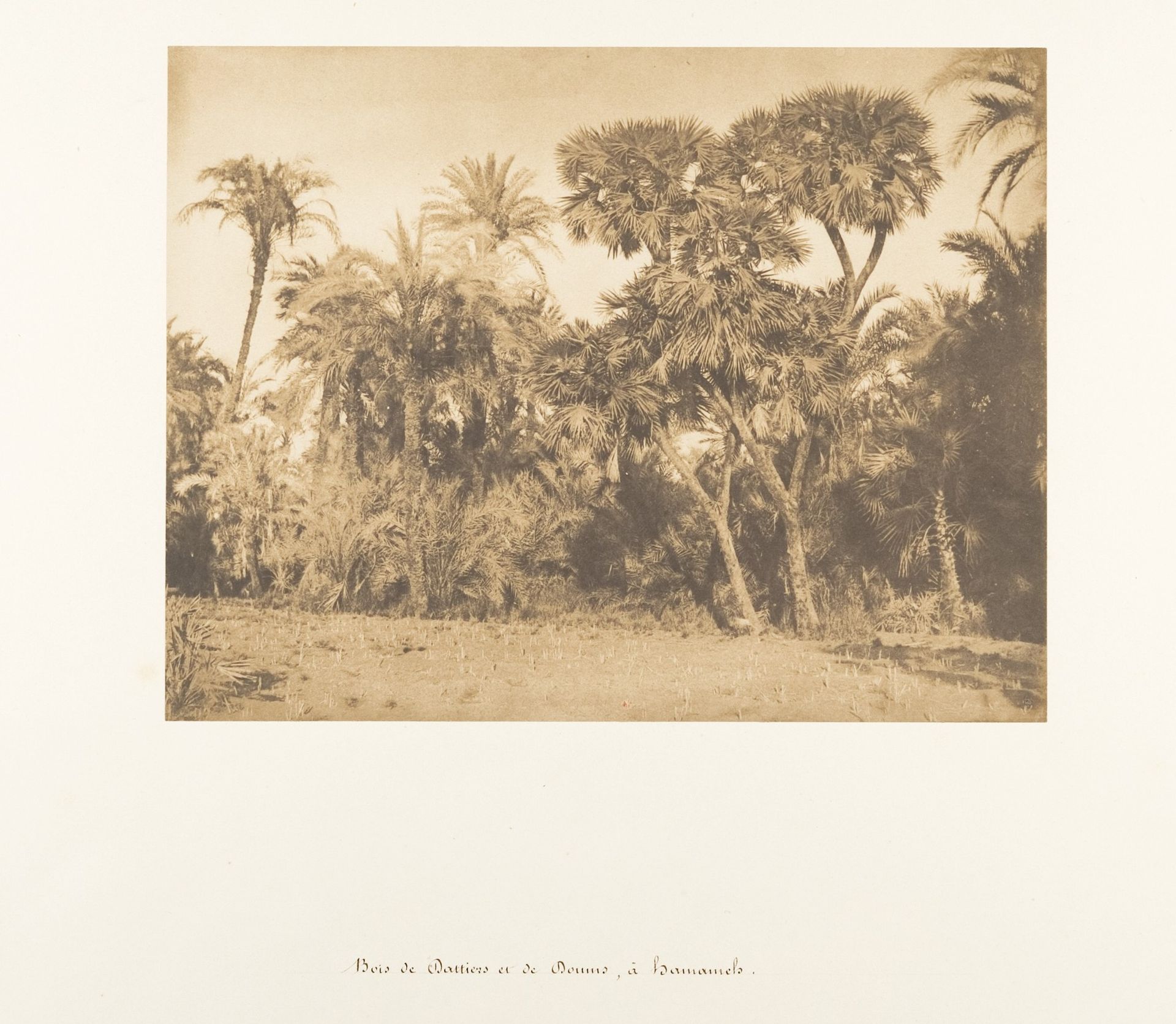 Bois de Dattiers et de Doums, à Hamarneh by Maxime Du Camp