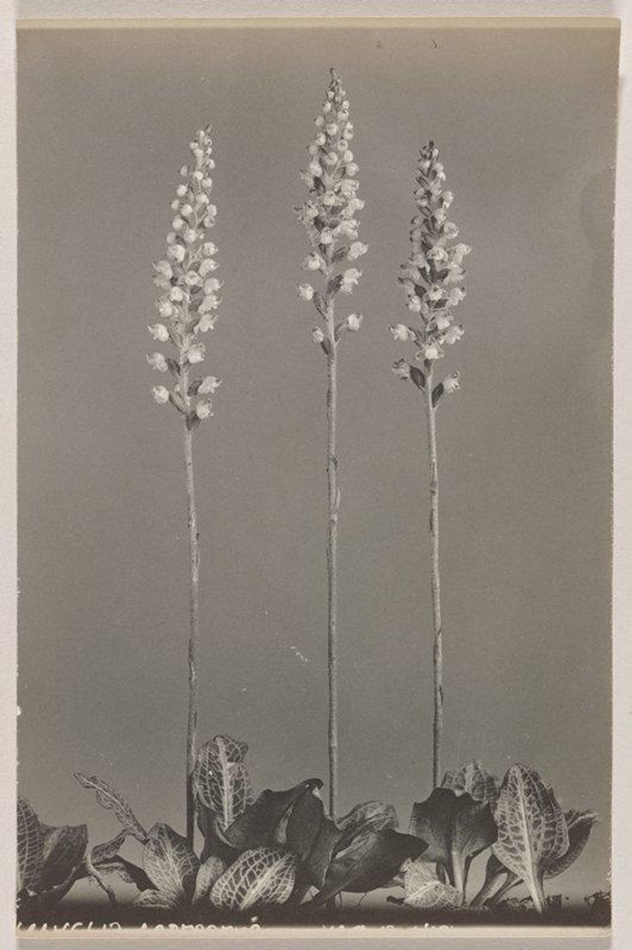 Goodyera pubescens- Downy Rattlesnake Plantain by Edwin Hale Lincoln