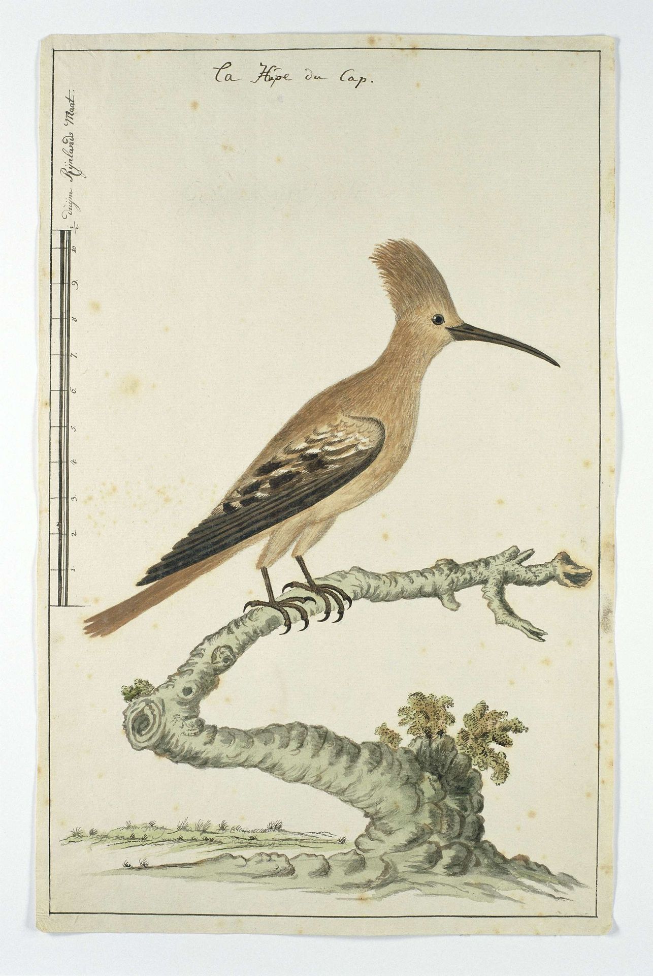 Upupa africana (Hoopoe) by Robert Jacob Gordon