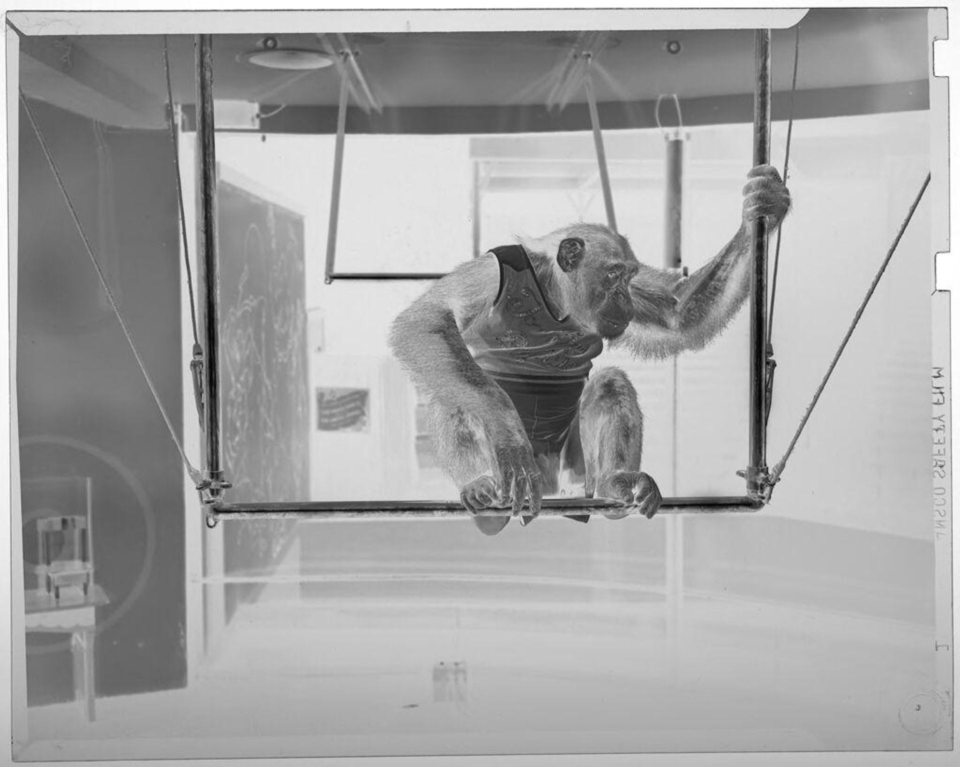 Untitled (chimp sitting on trapeze bar) by Jack Gould