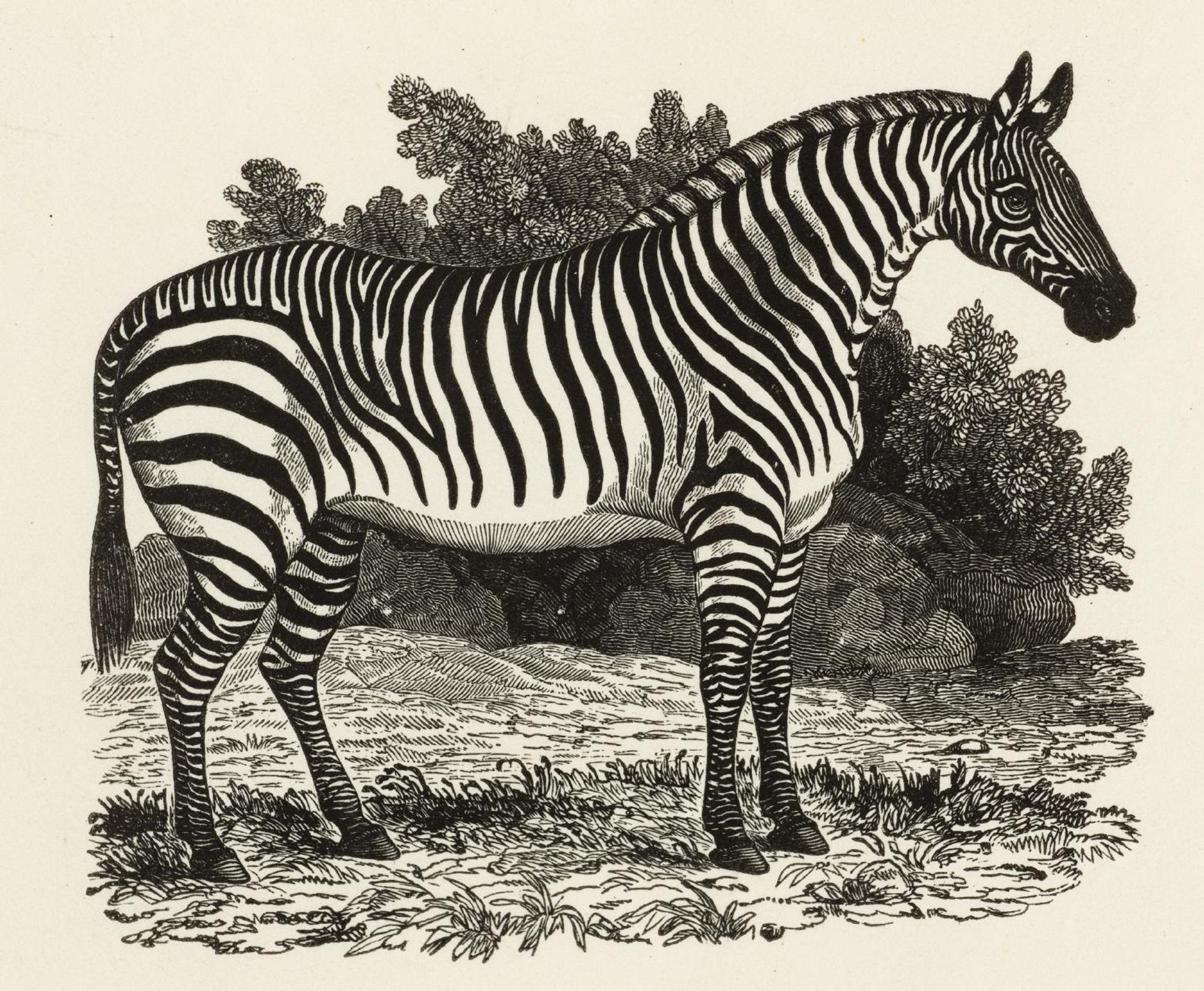 Zebra, Illustration to ‘General History of Quadrupeds’ by  Isaac Nicholson