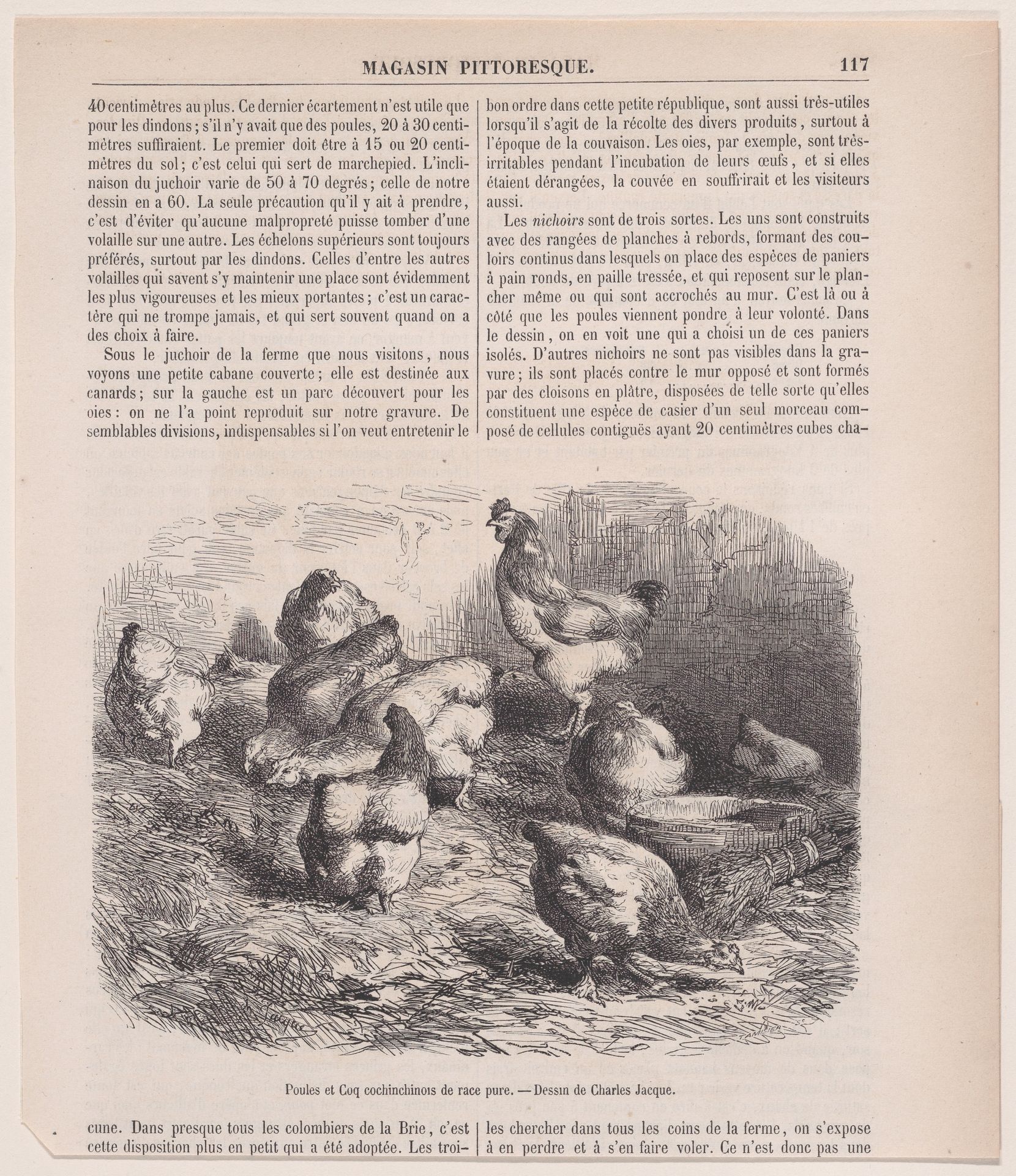 Poules et Coq cochinchinois de race pure; from Magasin Pittoresque by Charles Jacque