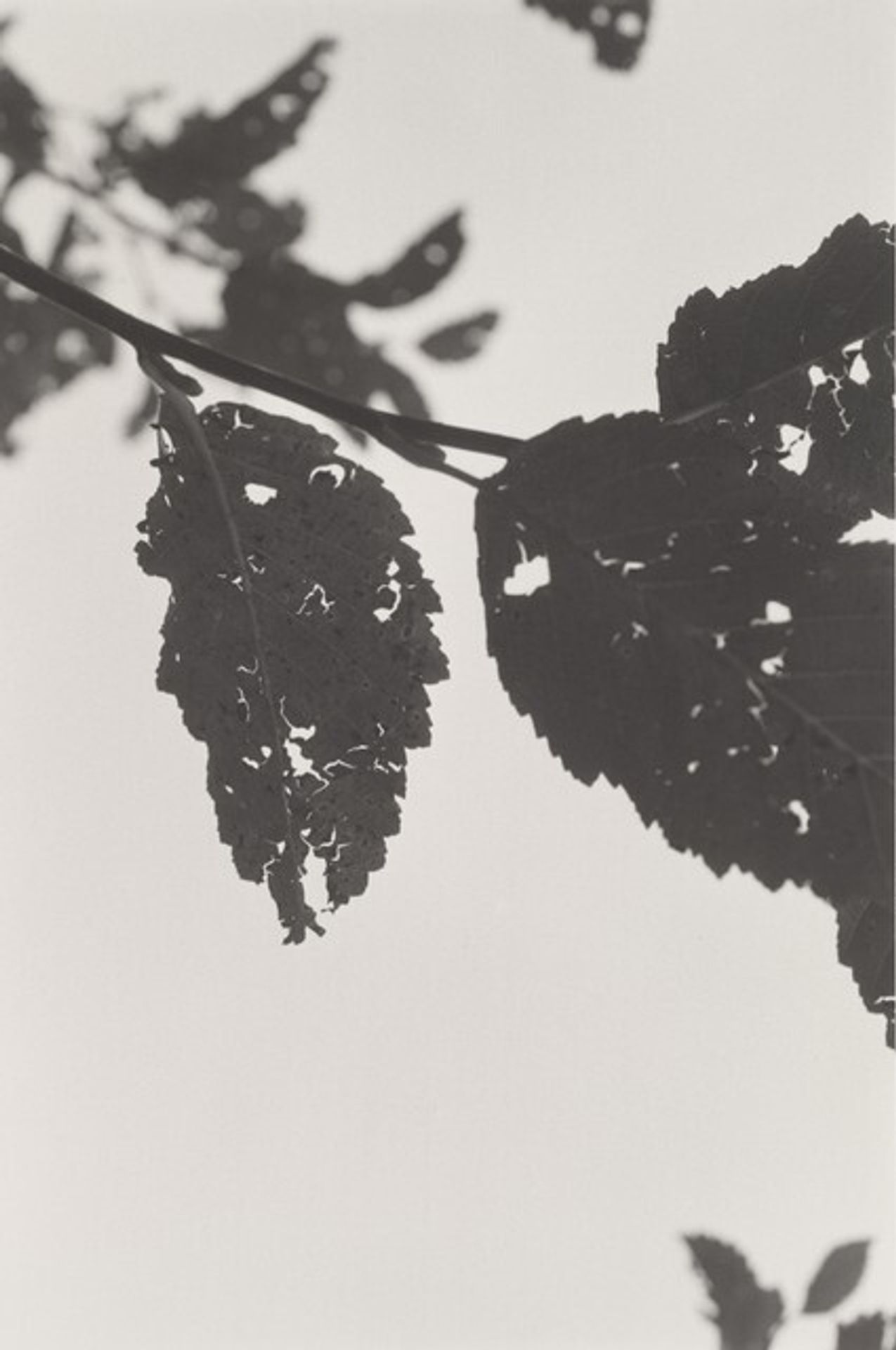 Neahkahnie Mountain, Oregon by Robert Adams