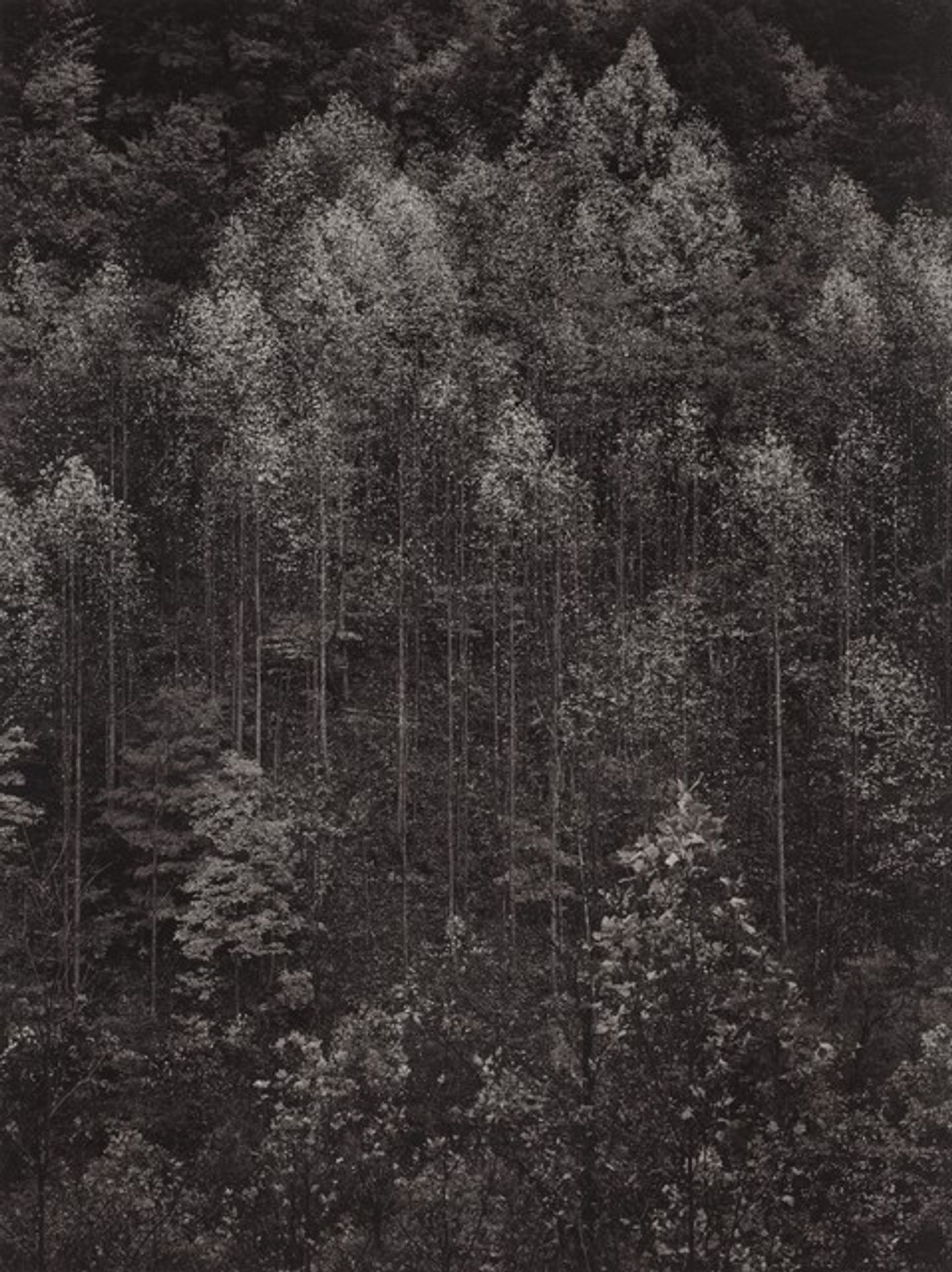 Dawn, Autumn, Great Smoky Mountains National Park, Tennessee by Ansel Adams