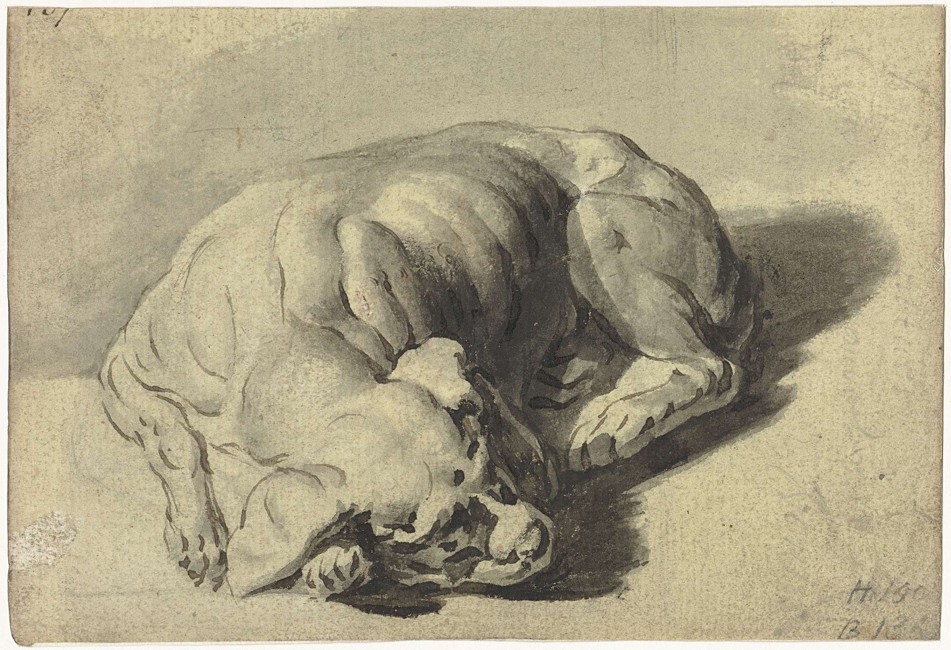 Slapende hond by Gerard ter (I) Borch