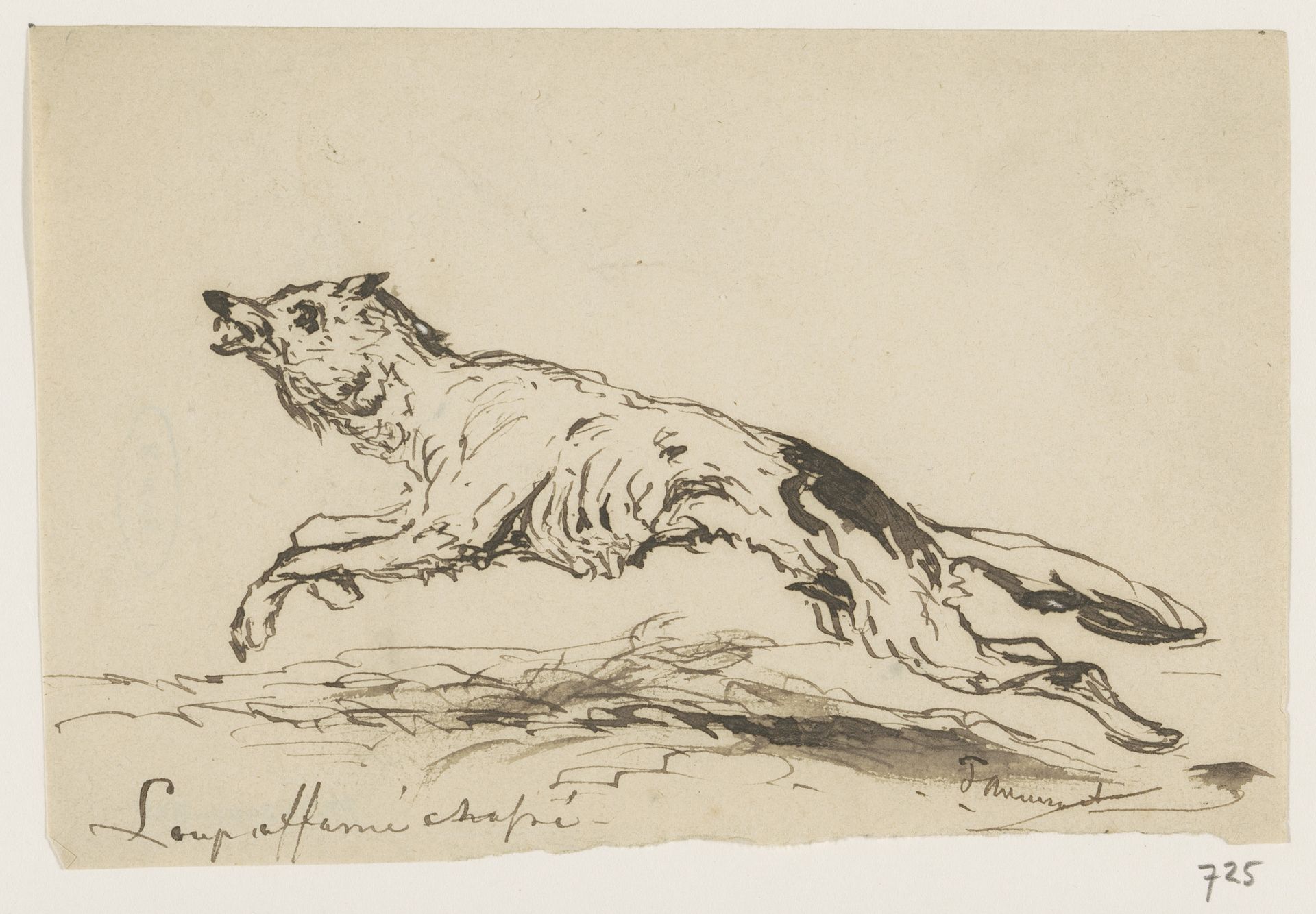 Uitgehongerde wolf by Johannes Tavenraat
