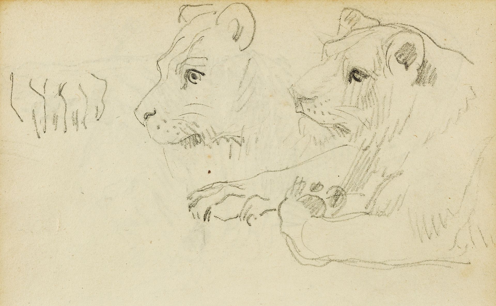 Studies of the head and forelegs of a lioness by Théodore Géricault
