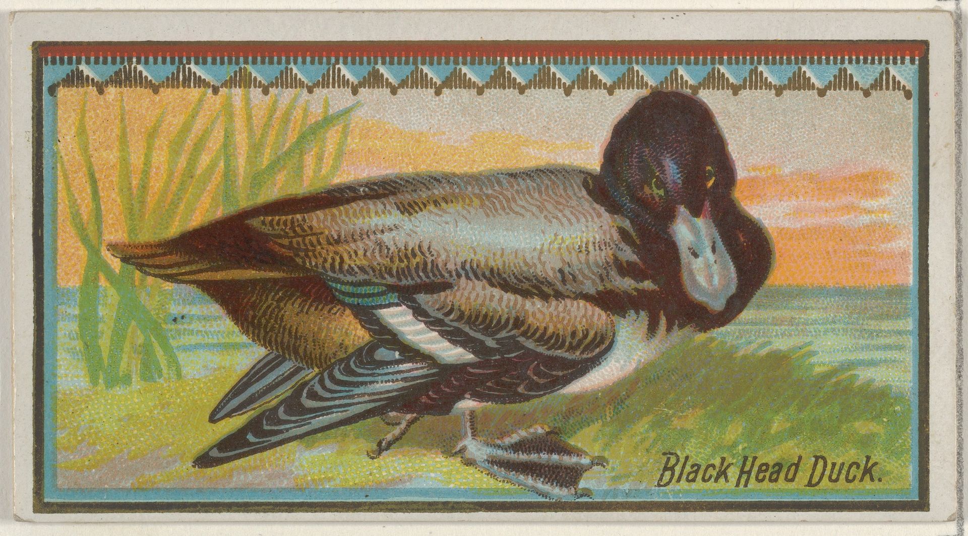 Black Head Duck, from the Game Birds series (N13) for Allen & Ginter Cigarettes Brands by Allen & Ginter