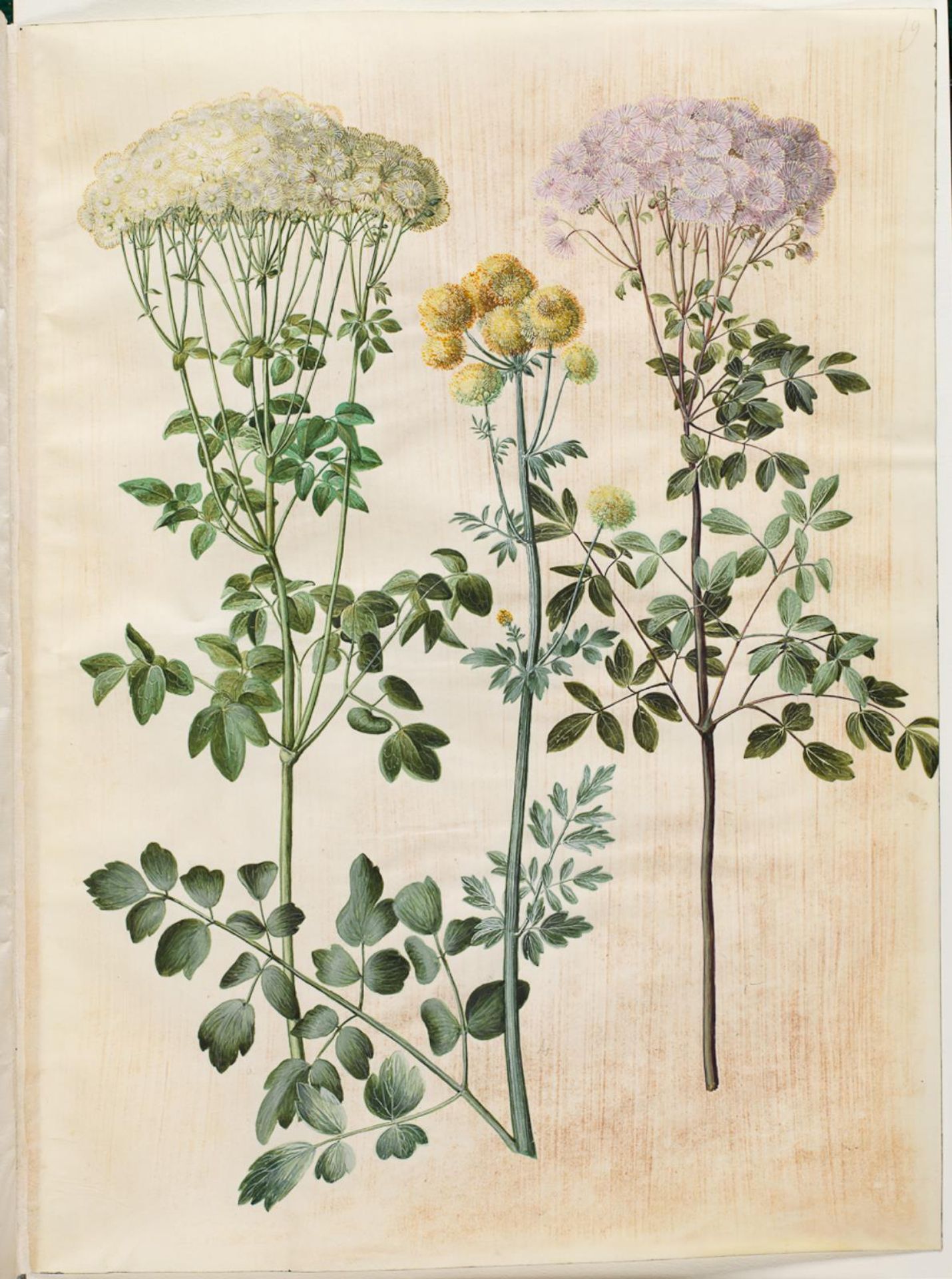 Thalictrum aquilegiifolium (akeleje-frøstjerne); Thalictrum flavum (gul frøstjerne) by Hans Simon Holtzbecker