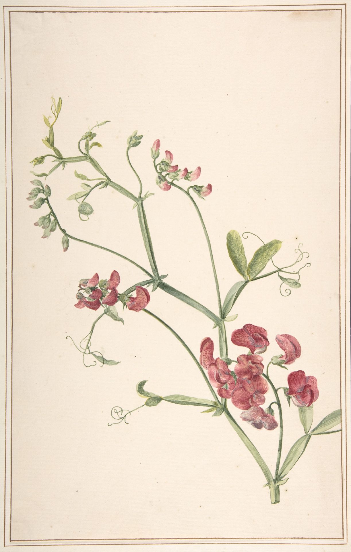 Perennial Pea by Jan Jansz. van der Vinne