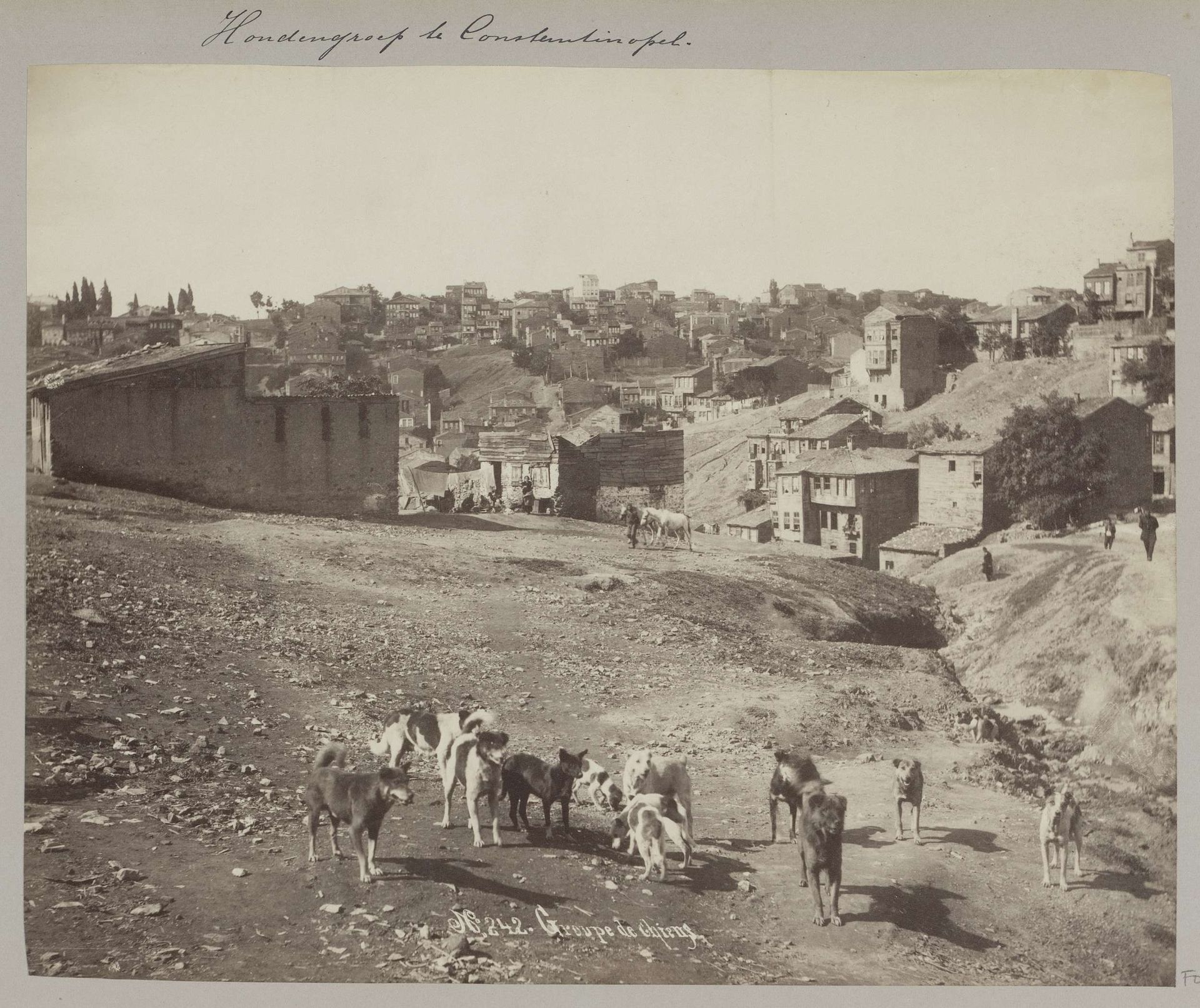 Groep honden bij Istanbul by Sébah & Joaillier