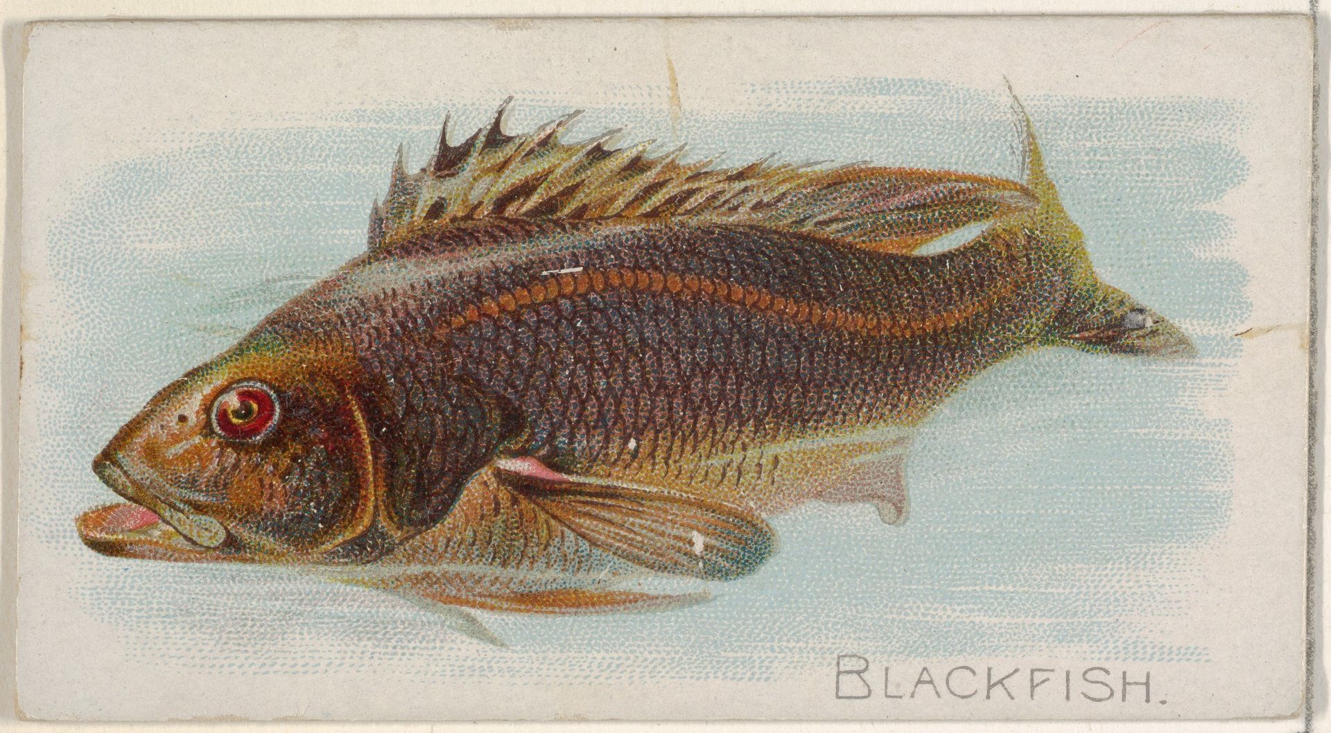 Blackfish, from the Fish from American Waters series (N8) for Allen & Ginter Cigarettes Brands by Allen & Ginter