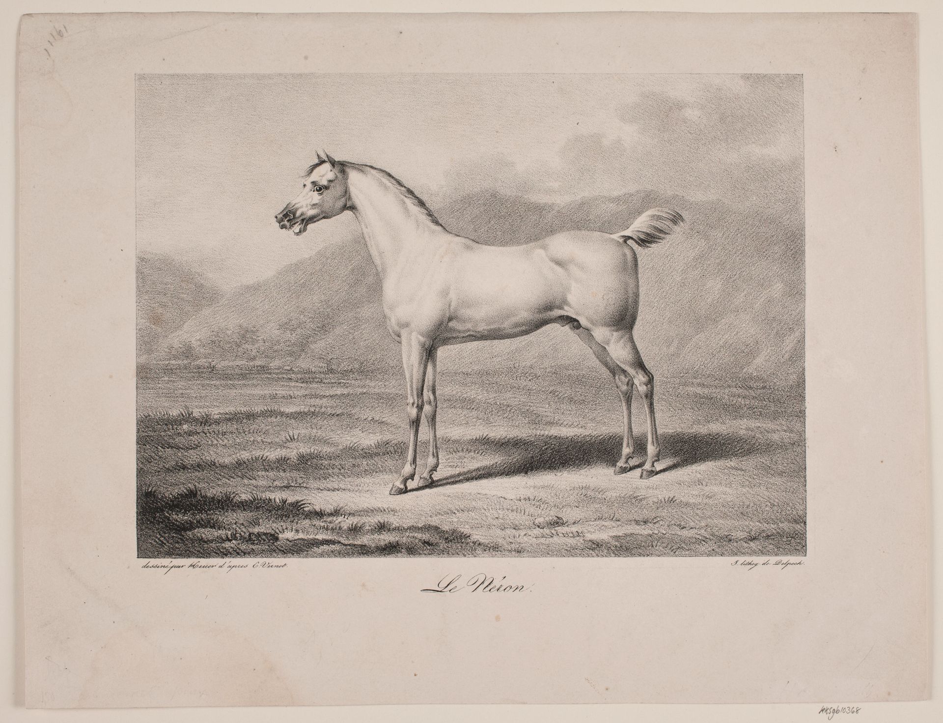 Arabisk hest: "Le Néron" by WIlhelm Heuer