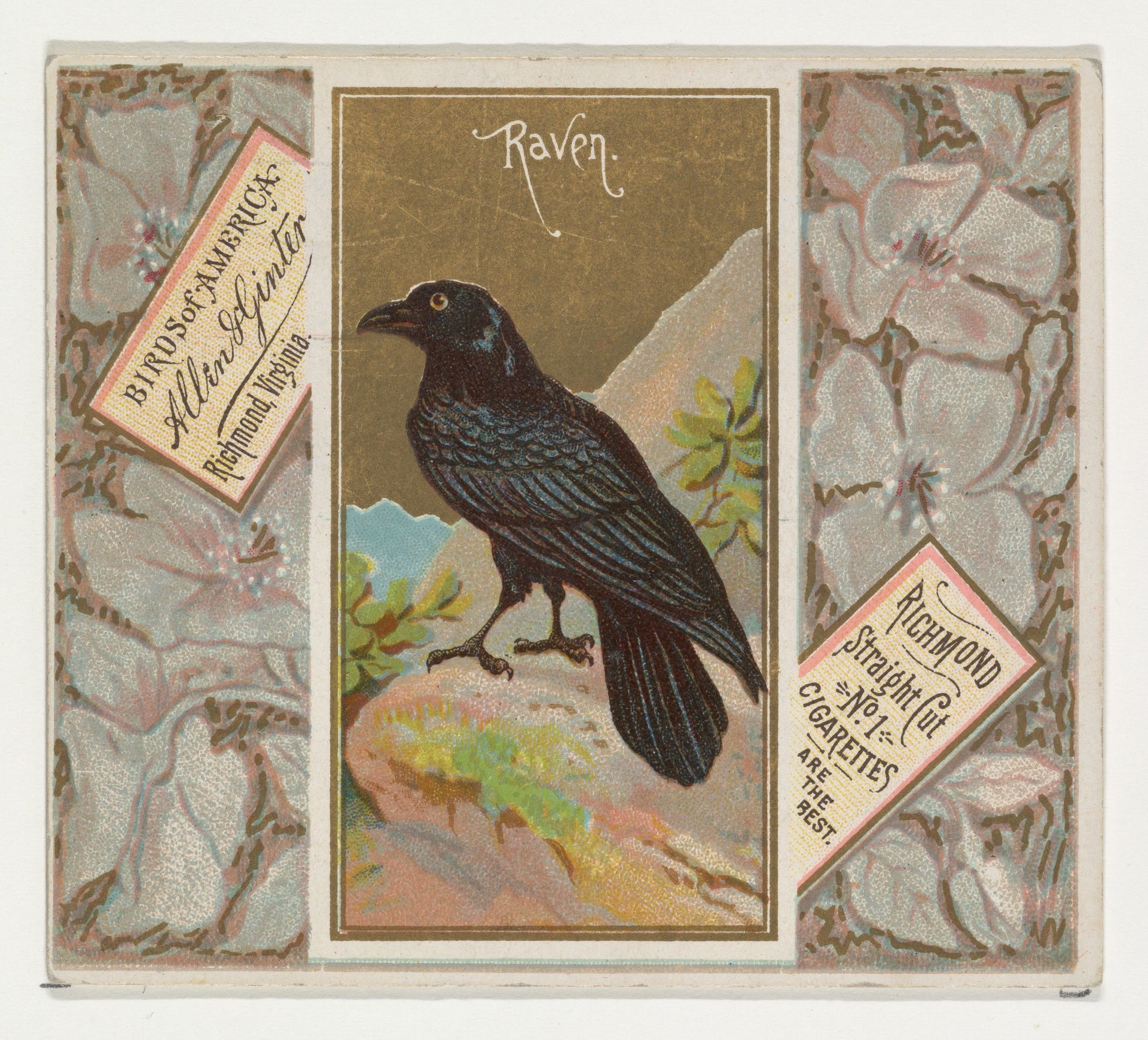 Raven, from the Birds of America series (N37) for Allen & Ginter Cigarettes by Allen & Ginter