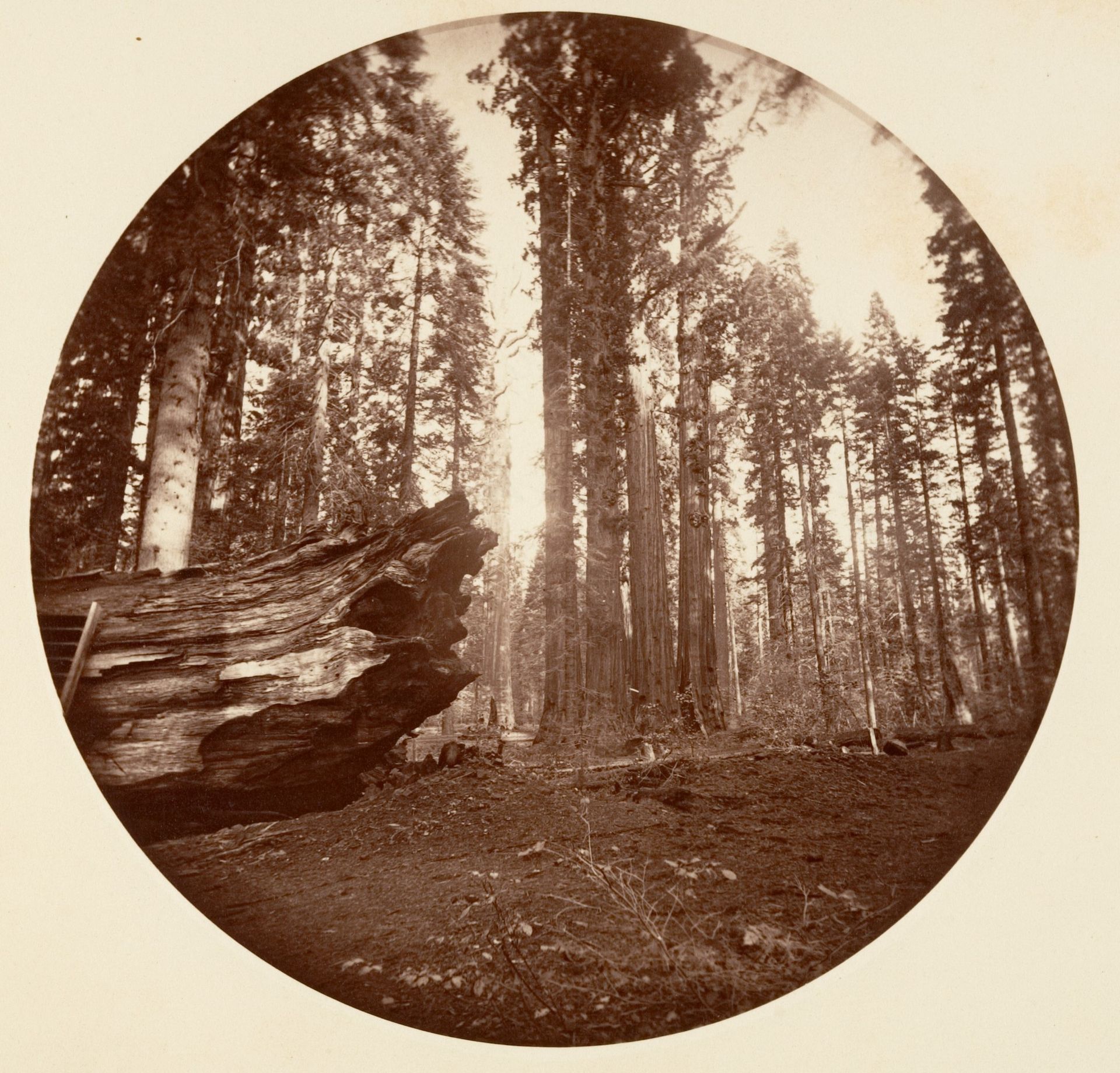 The Mother of the Forest From the Father of the Forest - Calavaras Grove by Carleton E. Watkins