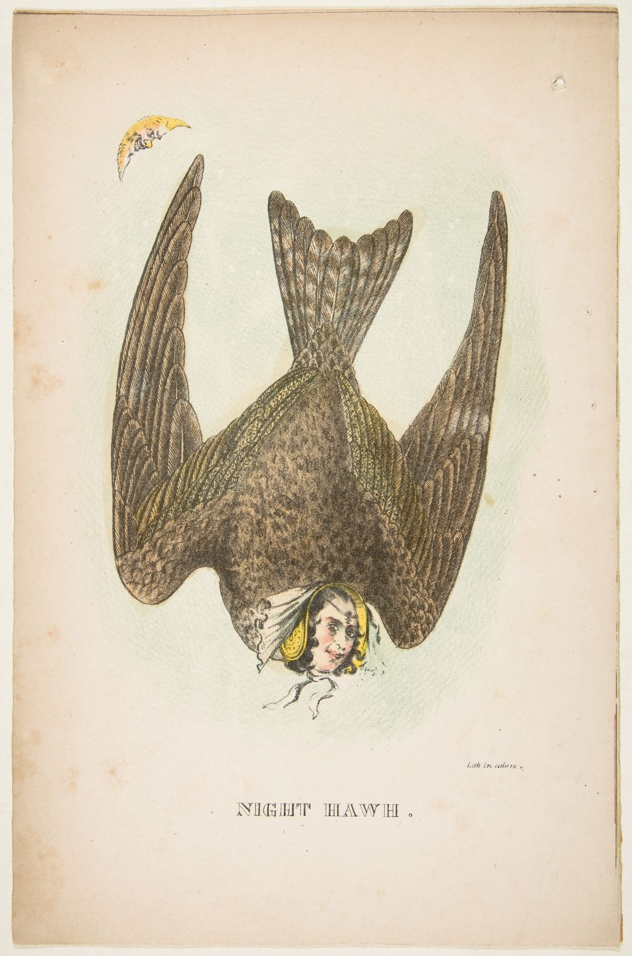 Night Hawk, from The Comic Natural History of the Human Race by Henry Louis Stephens