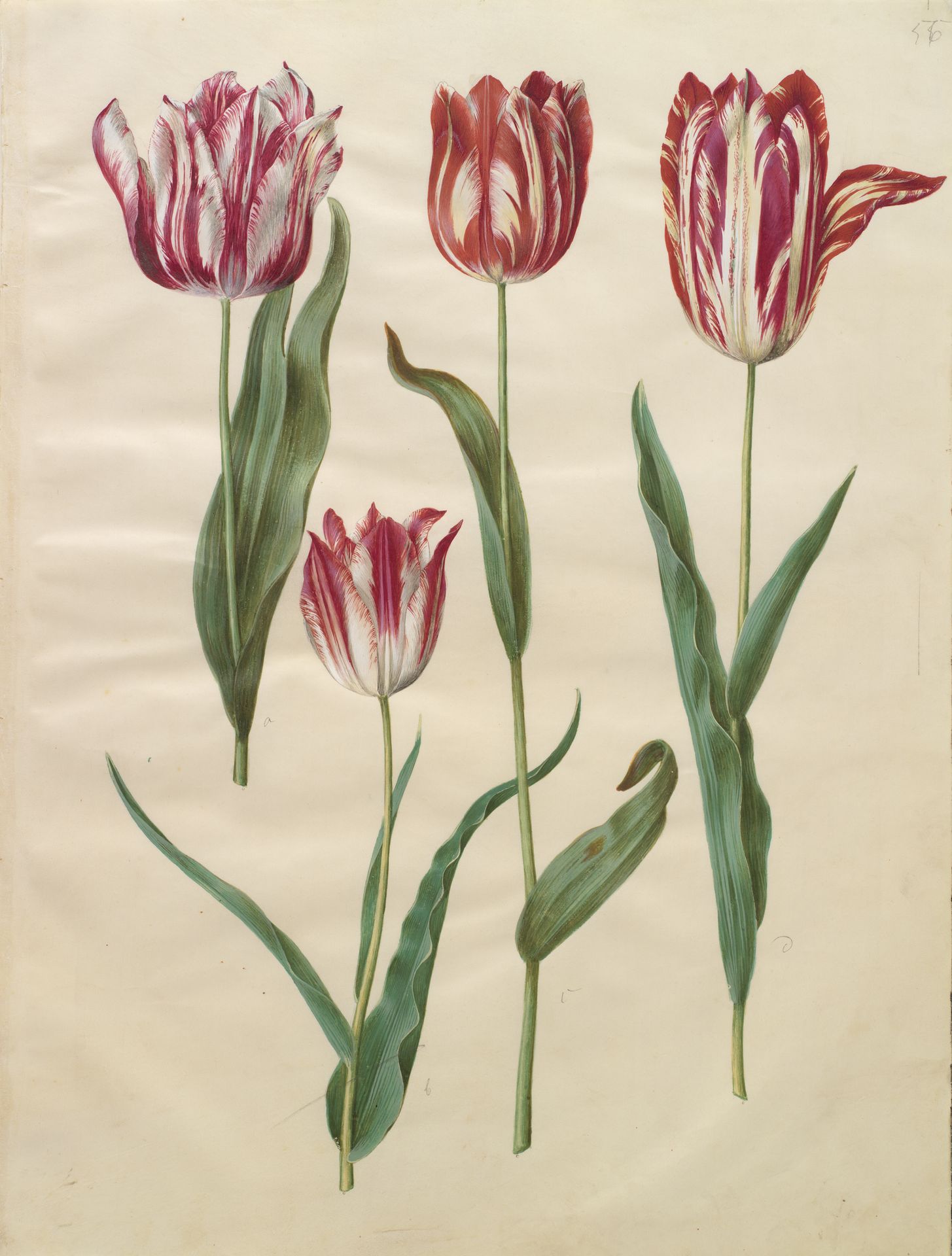 Tulipa gesneriana (have-tulipan) by Hans Simon Holtzbecker