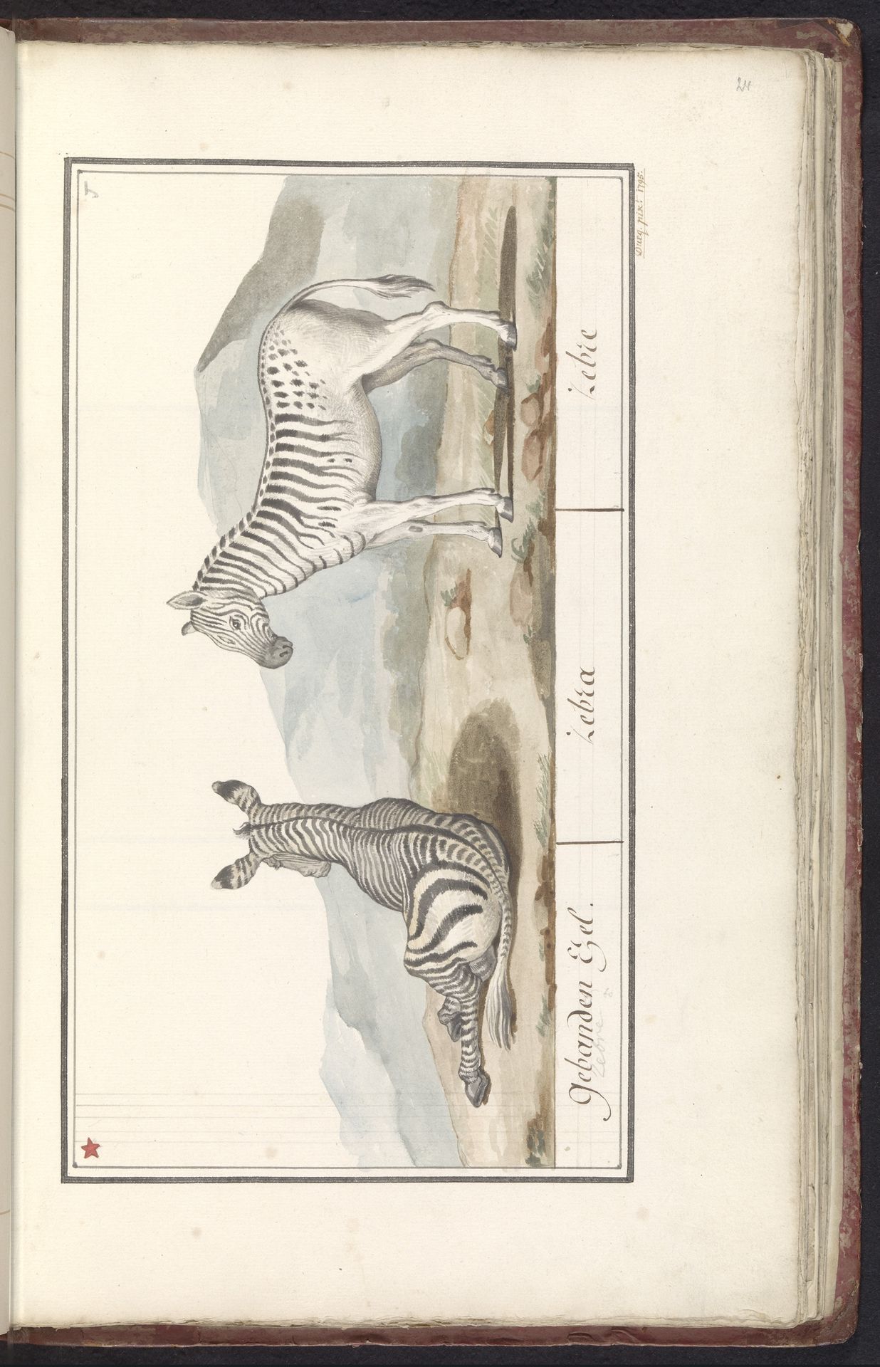 Zebra (Equus quagga) by Ducq
