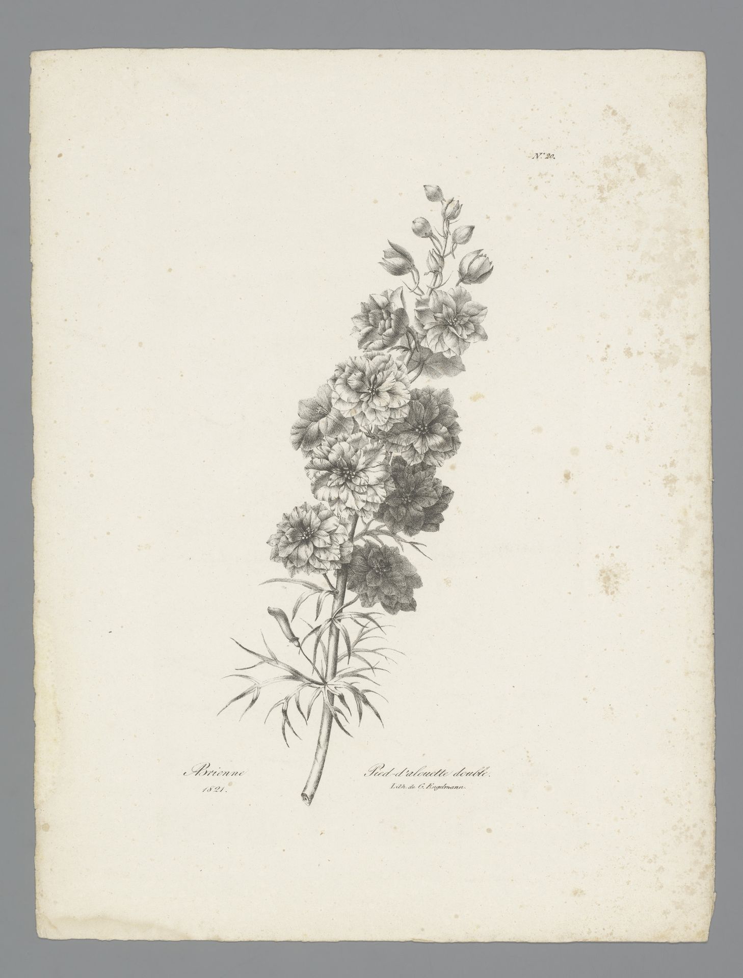 Ridderspoor by Auguste Piquet de Brienne