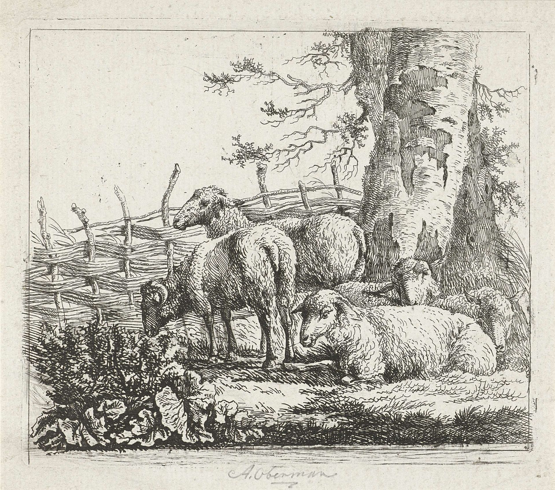 Schapen bij een gevlochten hek by Anthony Oberman