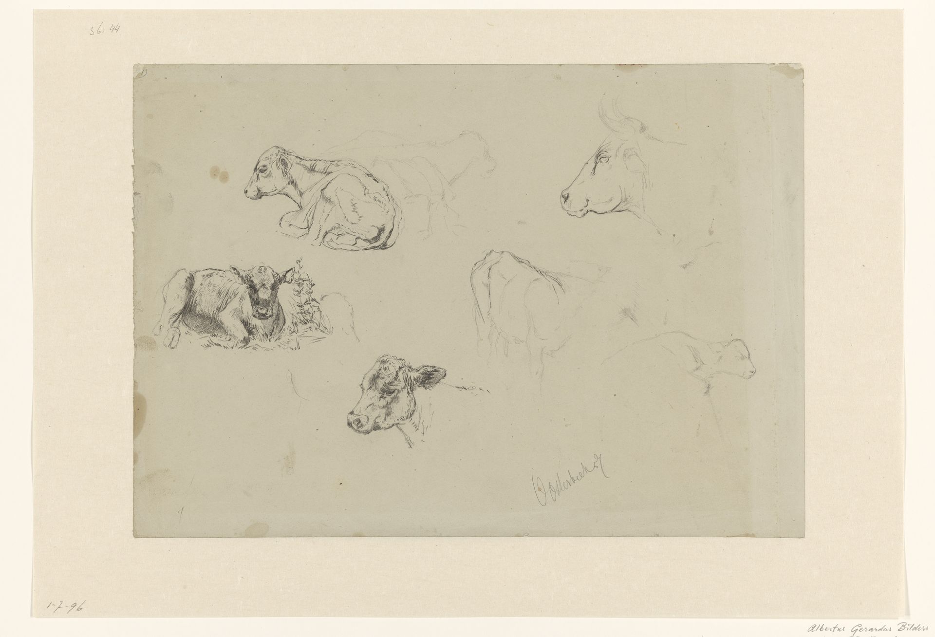 Schetsblad met studies van koeien by Gerard Bilders
