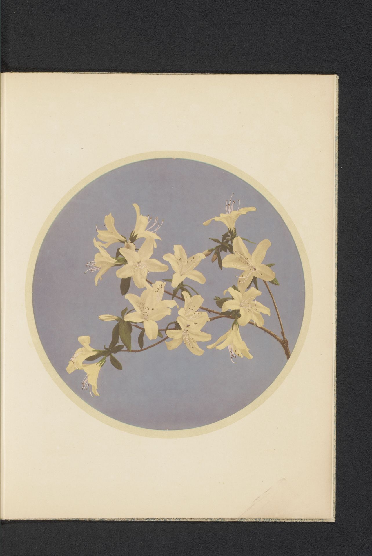 Rhododendron indicum by Kazumasa Ogawa