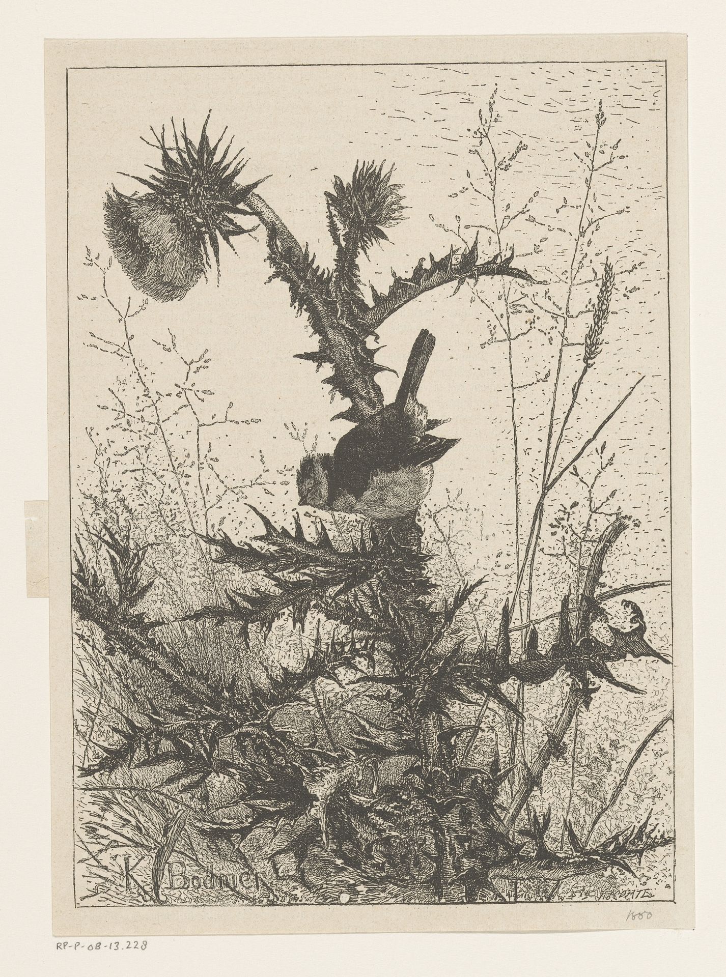 Vogel op een distel by Karl Bodmer
