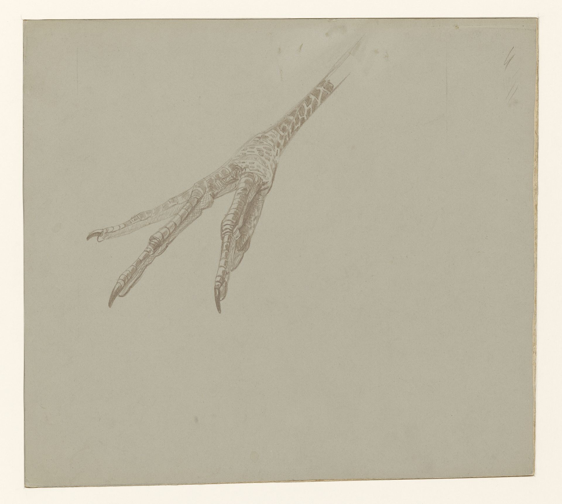 Vogelpoot by Theo van Hoytema