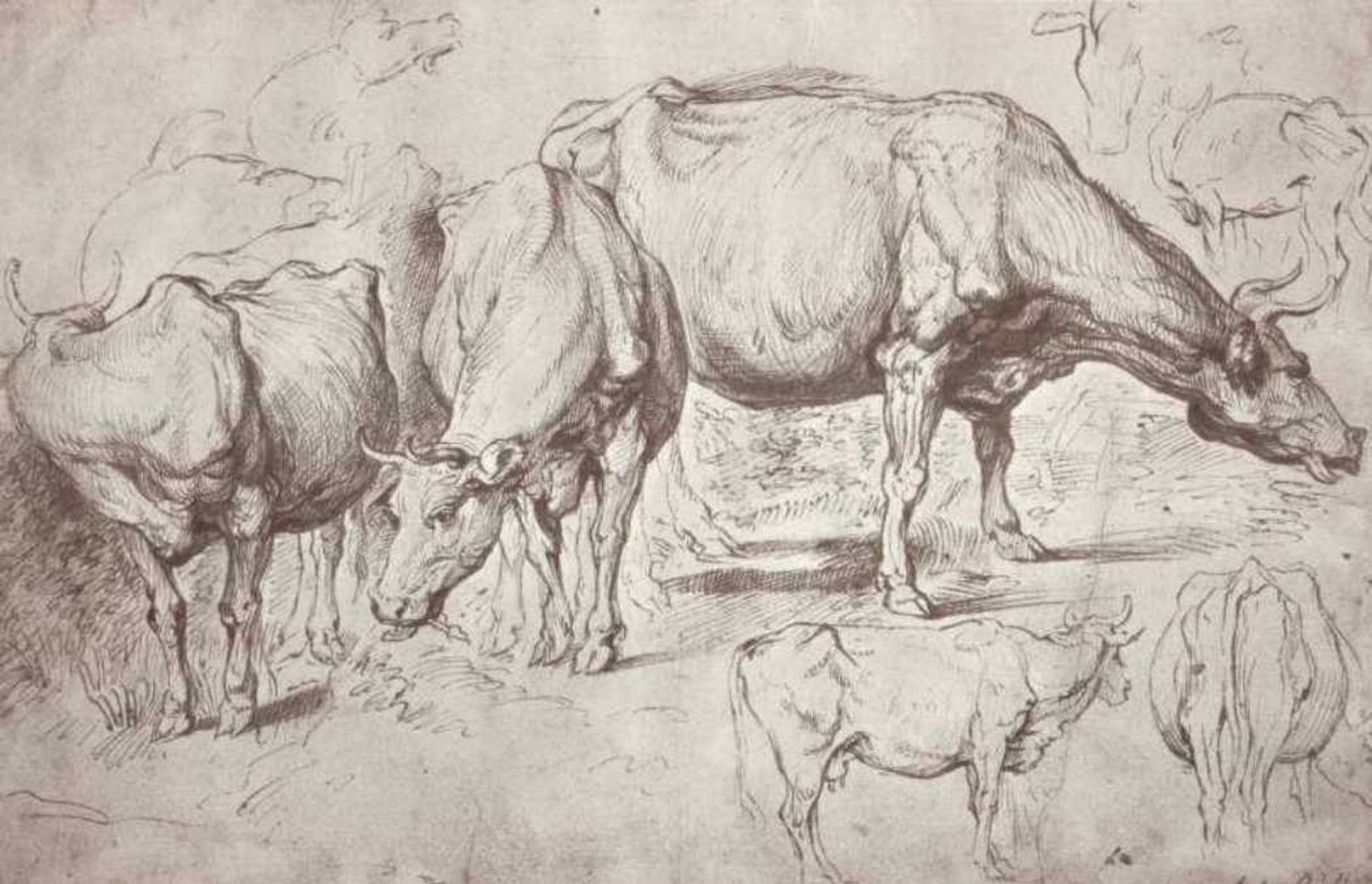 Cows by Peter Paul Rubens