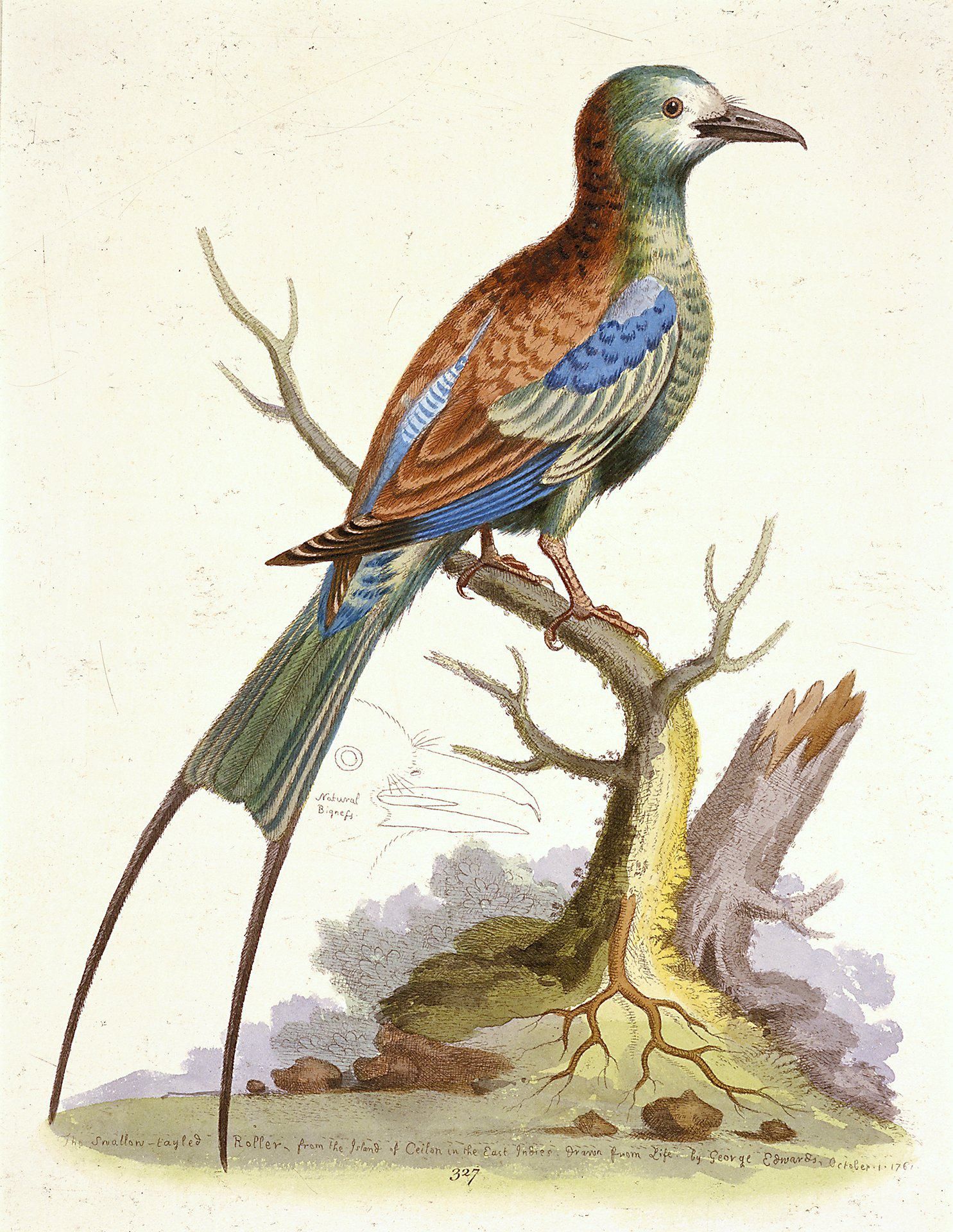 The Swallow-Tailed Indian Roller by George Edwards