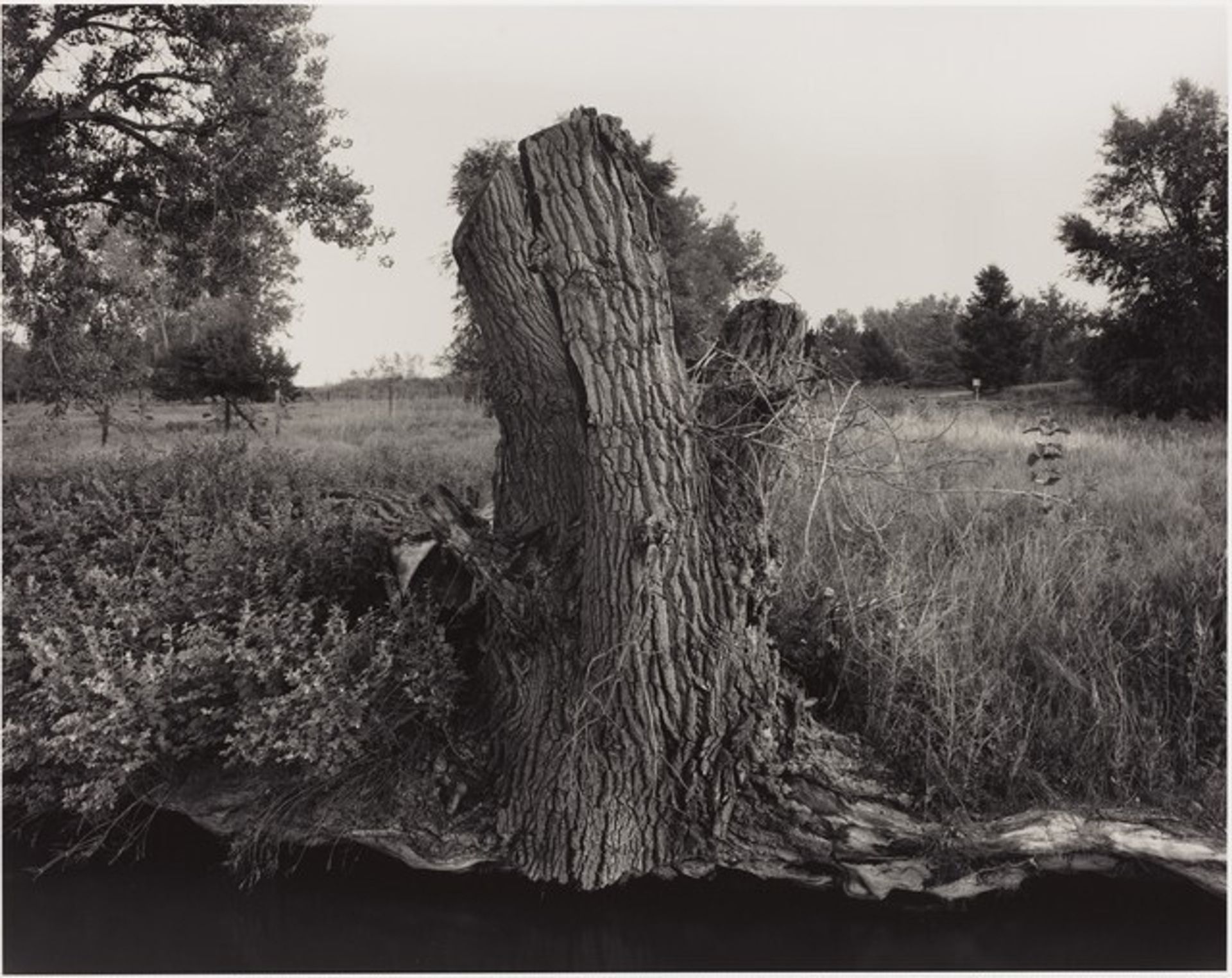 Cottonwood Stump Along Ditch No. 3, Cache la Poudre River Near Greeley, Colorado by William Wylie