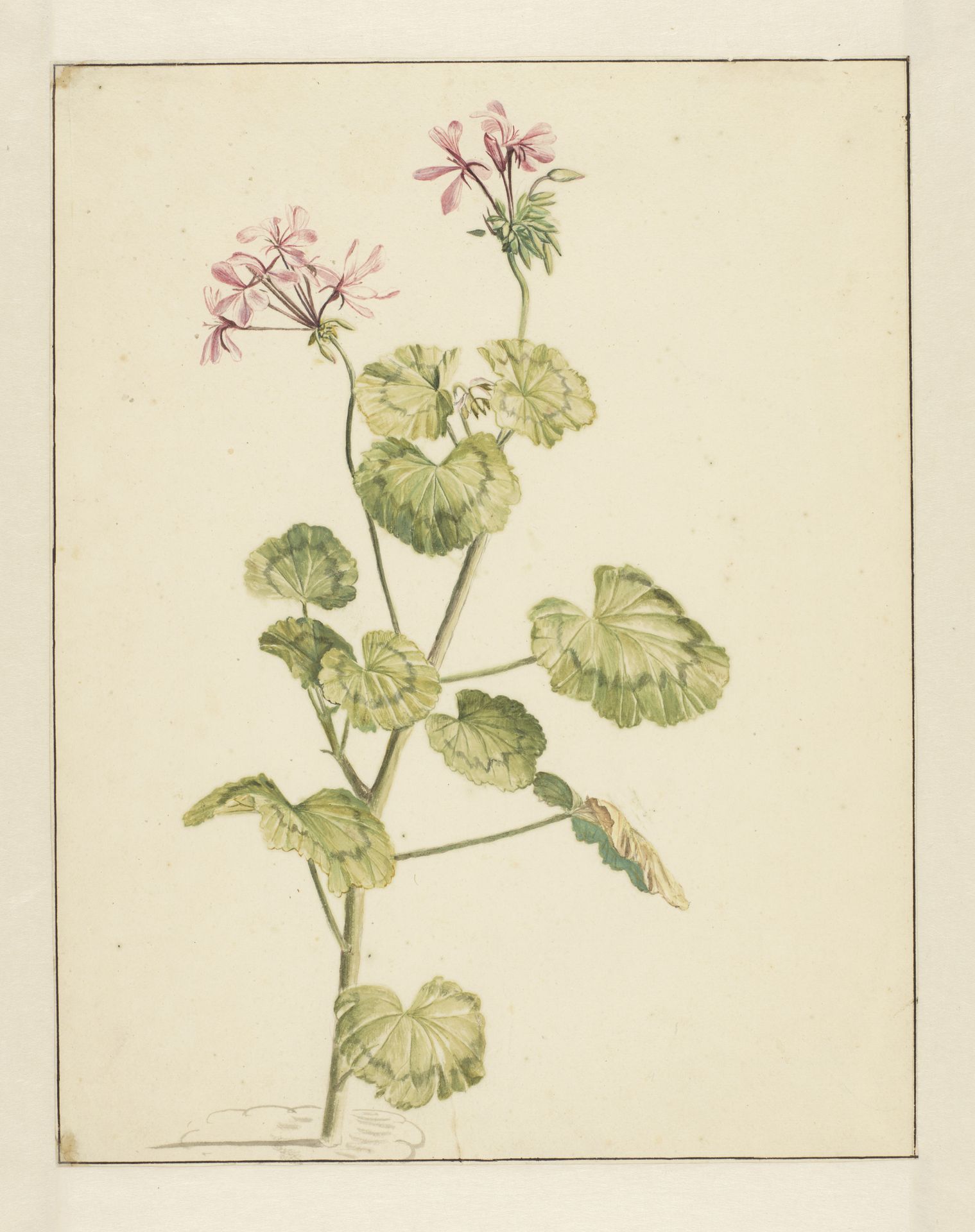 Geranium by Laurens Vincentsz. van der Vinne
