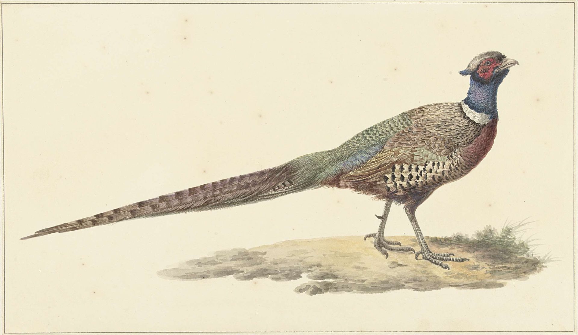 Fazant by Pieter Pietersz. Barbiers