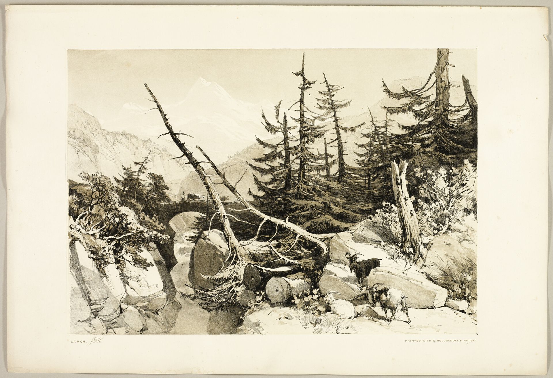 Larch, from The Park and the Forest by James Duffield Harding