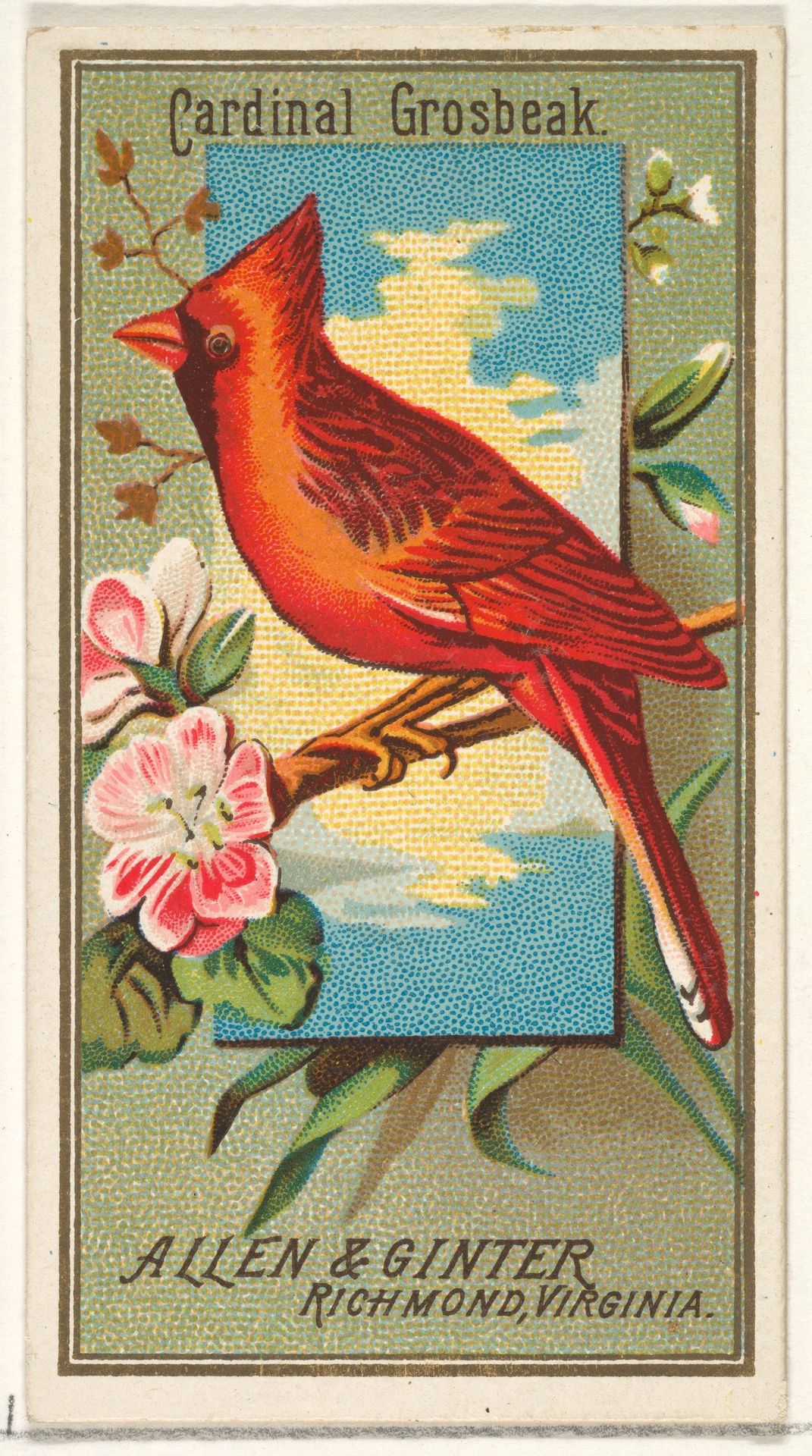 Cardinal Grosbeak, from the Birds of America series (N4) for Allen & Ginter Cigarettes Brands by Allen & Ginter