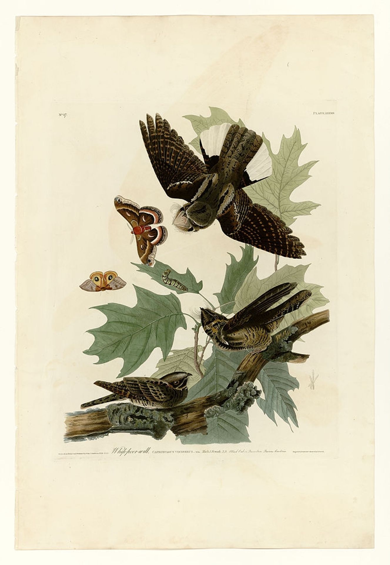Plate 82 Whip-poor-will by John James Audubon