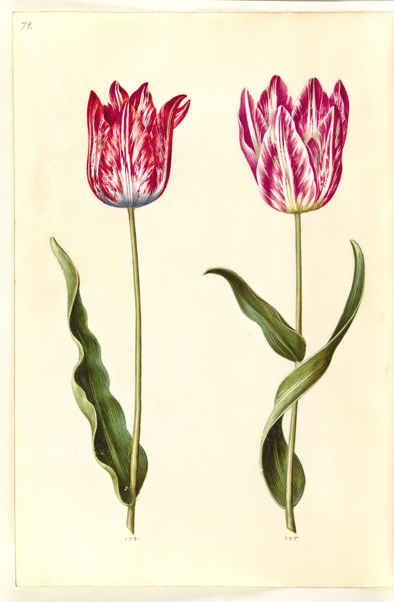 Tulipa gesneriana (have-tulipan) by Hans Simon Holtzbecker