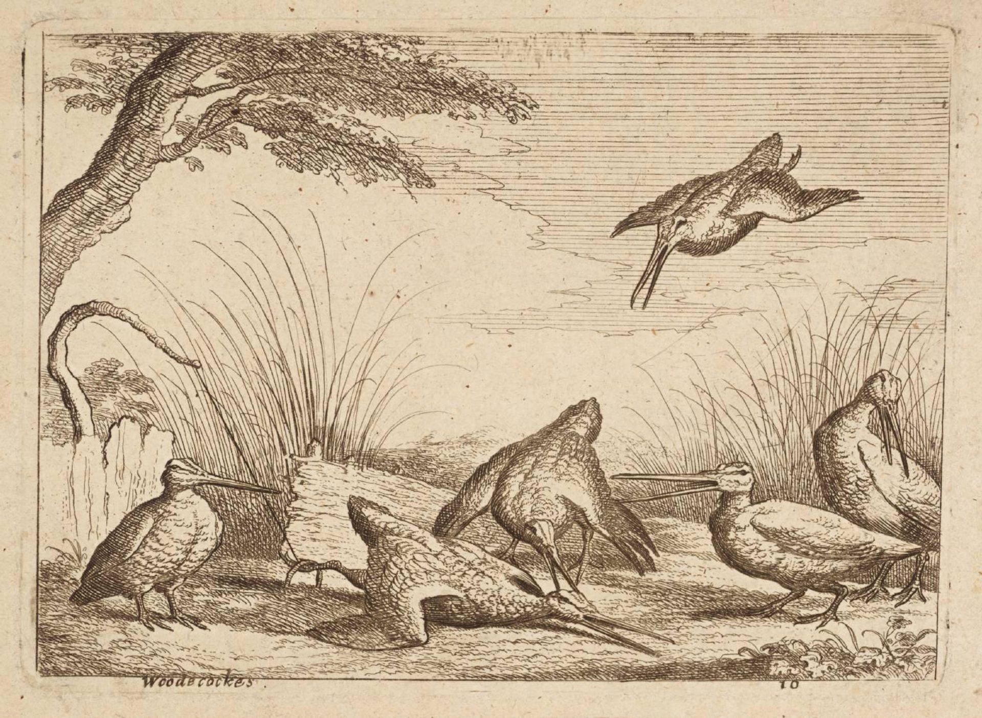 Woodecockes by Francis Barlow