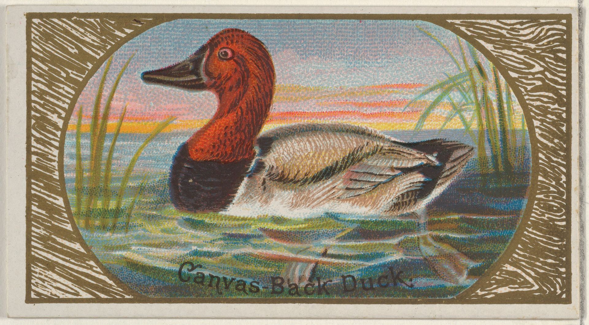Canvas-Back Duck, from the Game Birds series (N13) for Allen & Ginter Cigarettes Brands by Allen & Ginter