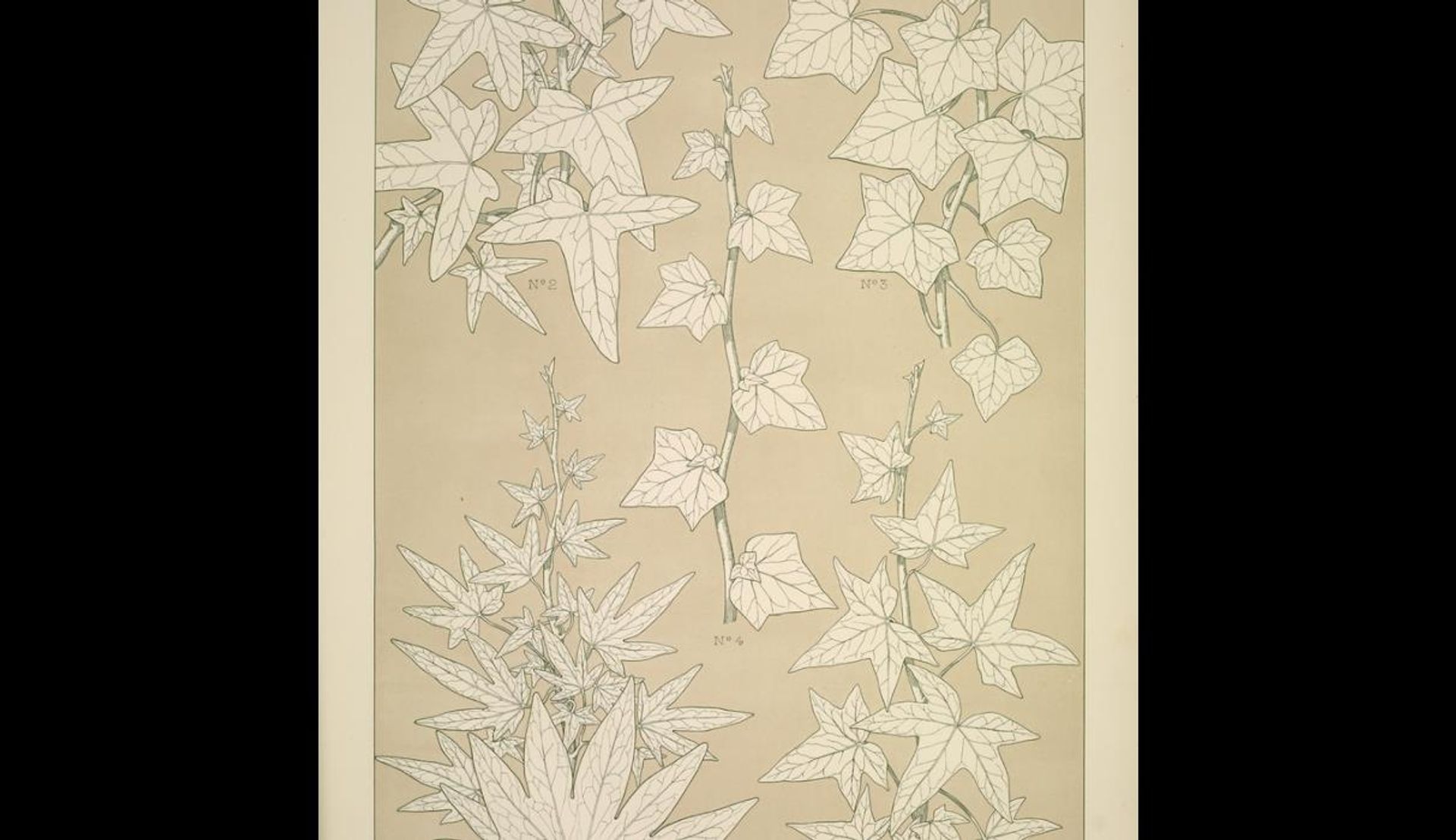 Leaves and Flowers from Nature Ornament no. 3. Ivy-leaves, full size by Owen Jones