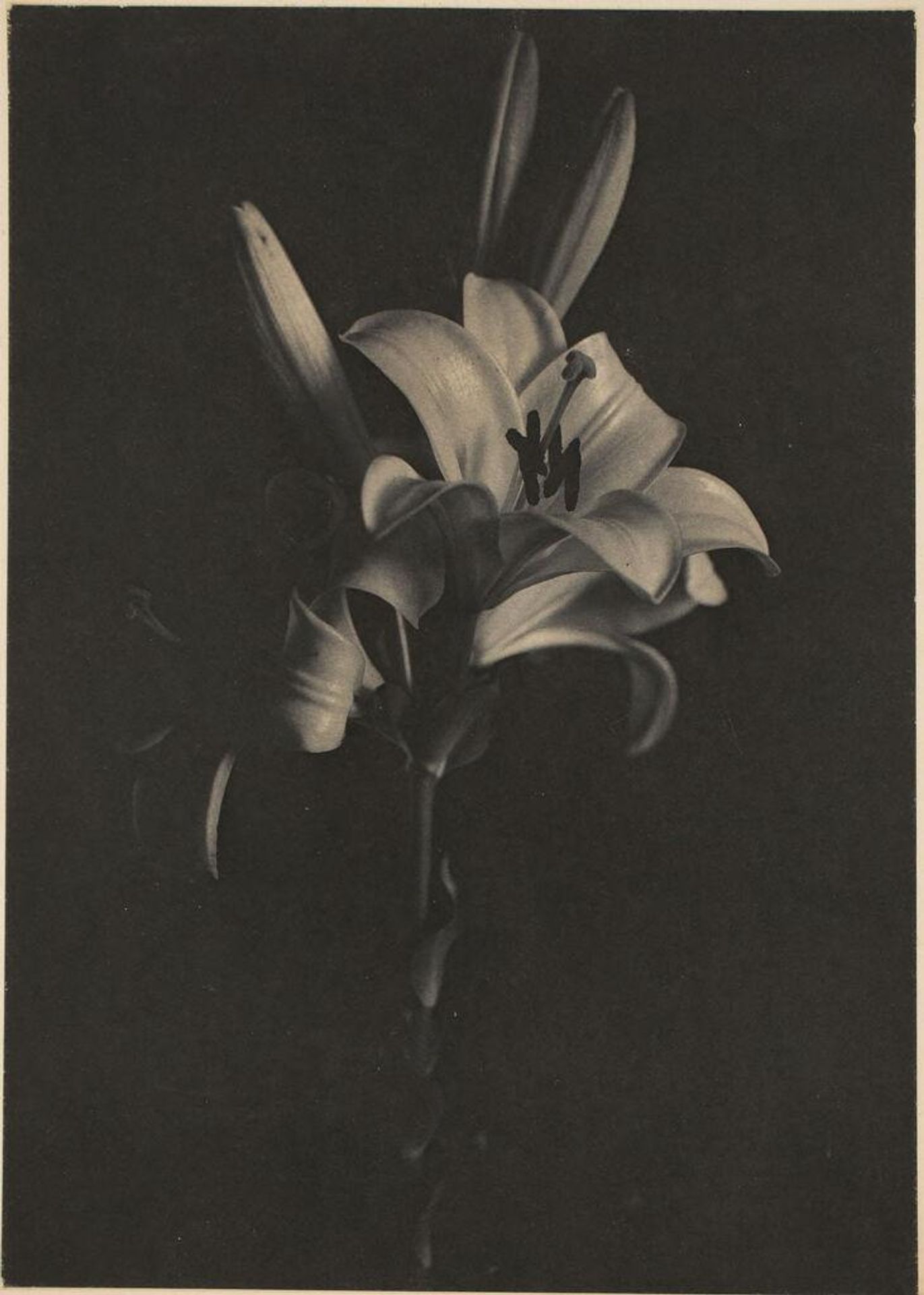 Untitled (Madonna Lily) by Sarah Choate Sears