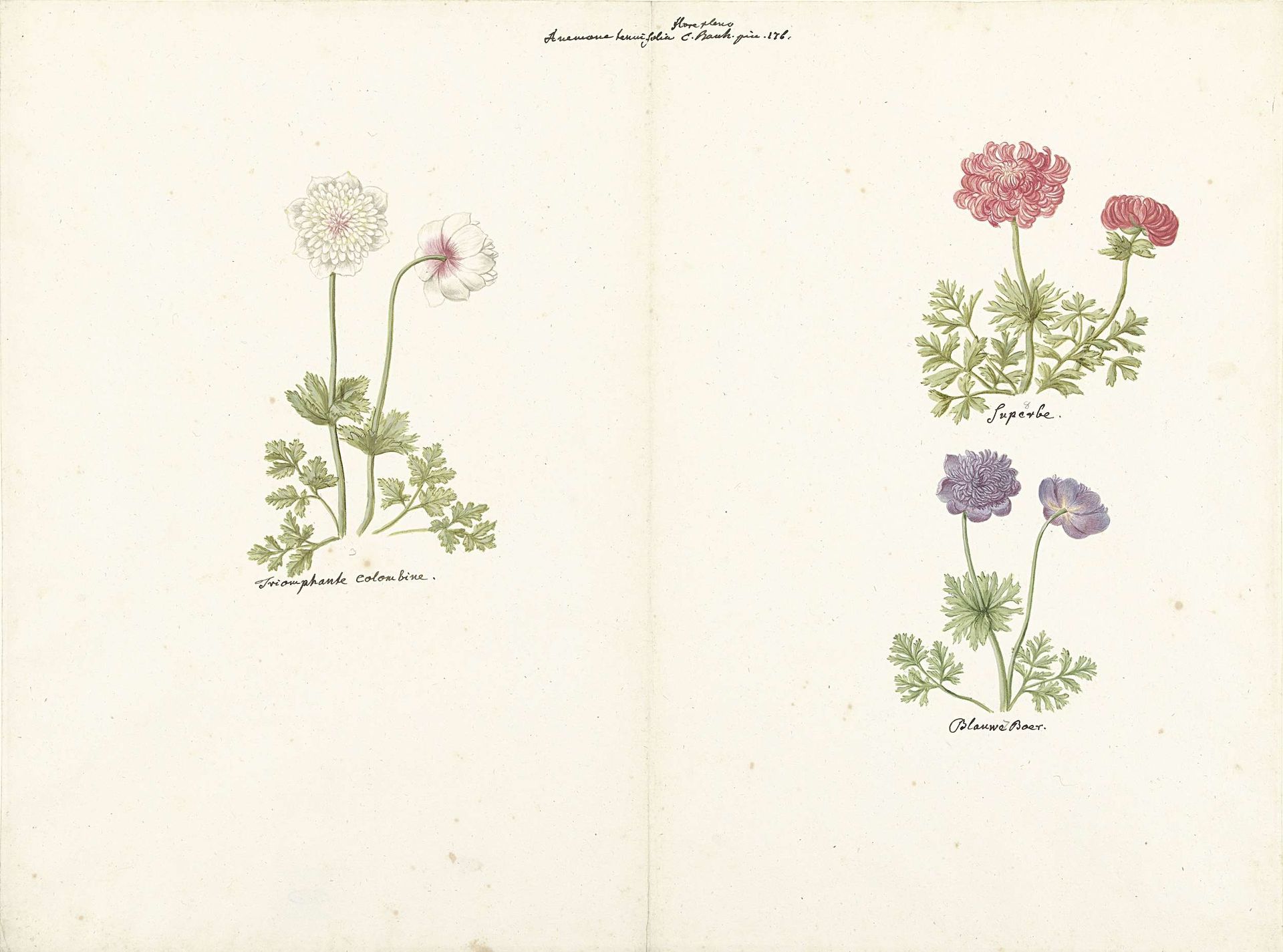 Drie studies van anemonen by C. Baak